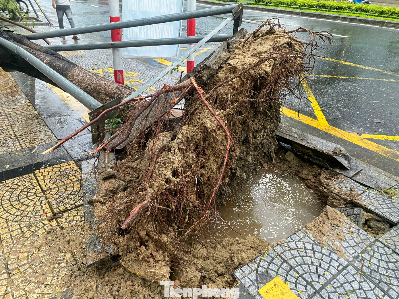 Trước đó, các địa phương trên địa bàn thành phố Đà Nẵng đã khẩn trương hoàn thành việc cắt tỉa, chằng chống cây xanh, thực hiện các biện pháp cần thiết để giảm thiểu rủi ro gây hại cho hệ thống cây xanh đô thị và nguy hiểm cho người dân trong mùa giông bão. Trước đó, các địa phương trên địa bàn thành phố Đà Nẵng đã khẩn trương hoàn thành việc cắt tỉa, chằng chống cây xanh, thực hiện các biện pháp cần thiết để giảm thiểu rủi ro gây hại cho hệ thống cây xanh đô thị và nguy hiểm cho người dân trong mùa giông bão.