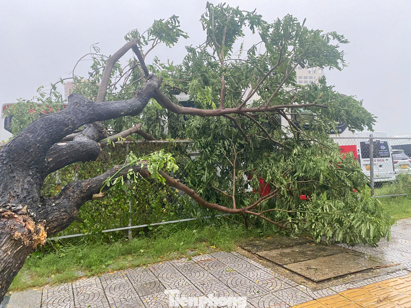 Nhiều cây to ngã đổ, nằm la liệt trên đường ở Đà Nẵng. Nhiều cây to ngã đổ, nằm la liệt trên đường ở Đà Nẵng.