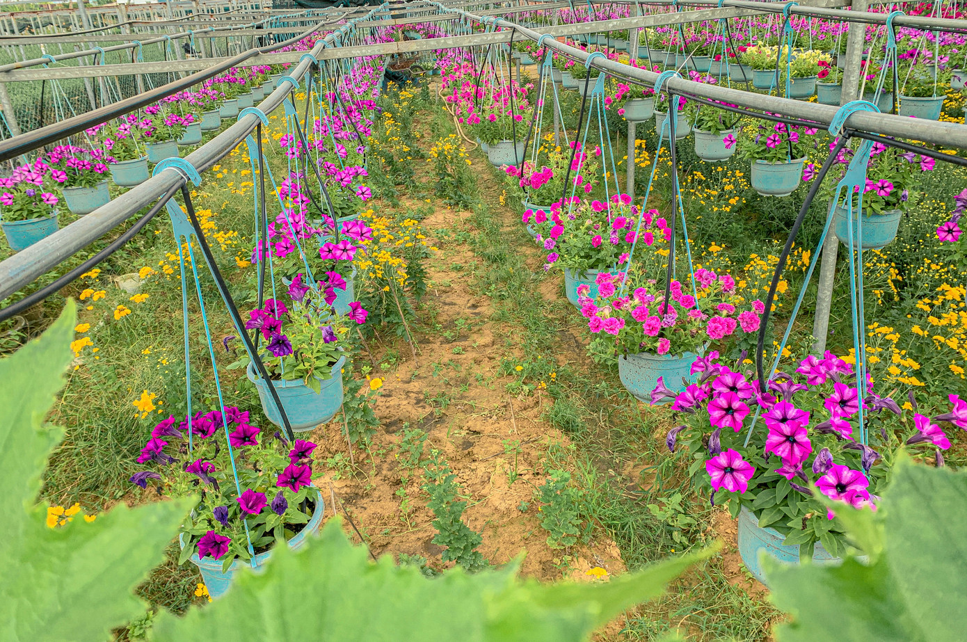 Thời điểm này, làng hoa lớn nhất Đà Nẵng đang rộn ràng, nhộn nhịp không khí xuân về, nhiều chủ vườn hoa cũng tất bật giao hoa cho thương lái để tung ra thị trường trước Tết Nguyên đán 2024.