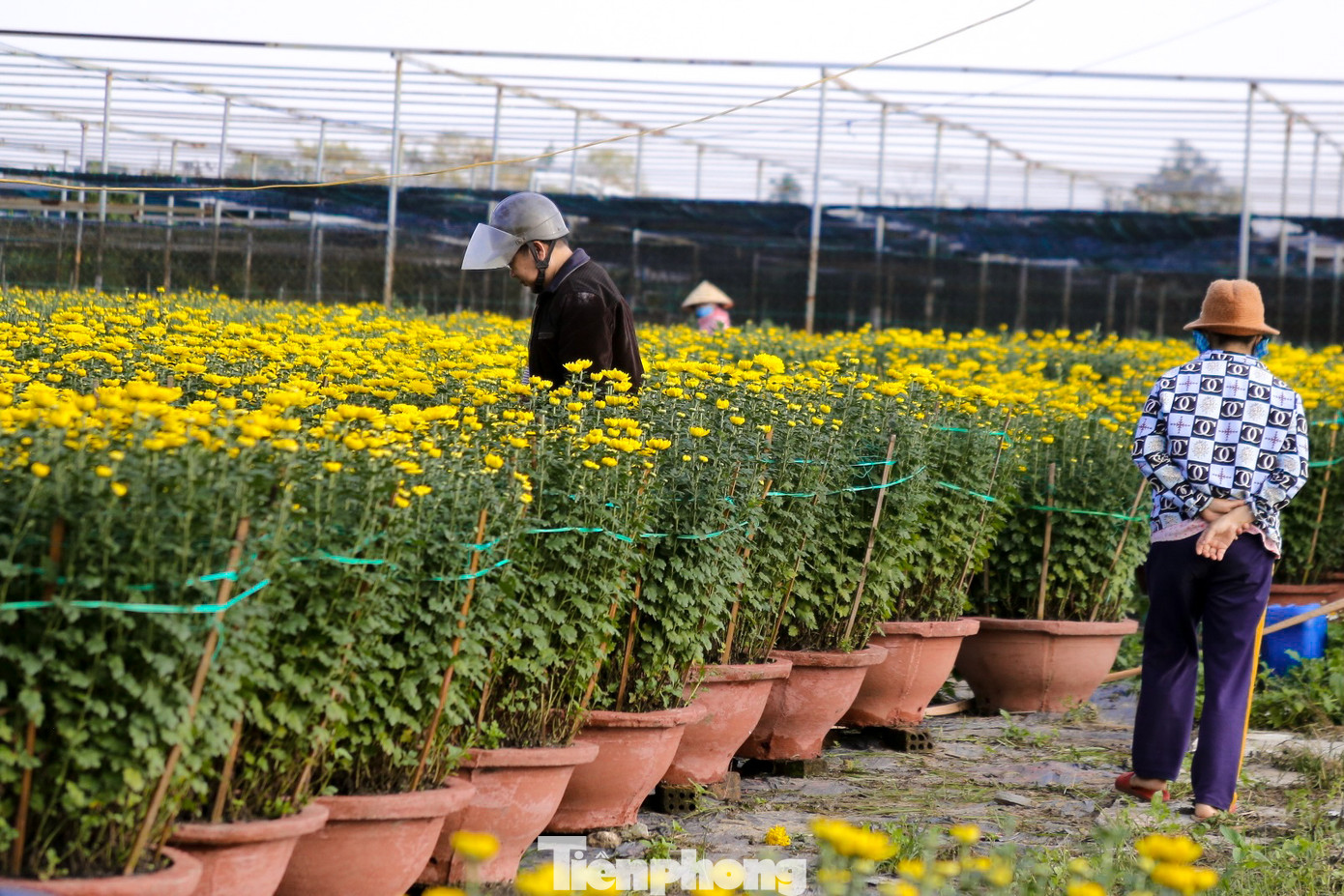 Mỗi chậu hoa có giá từ 250.000 đến 1 triệu đồng tùy vào kích thước.