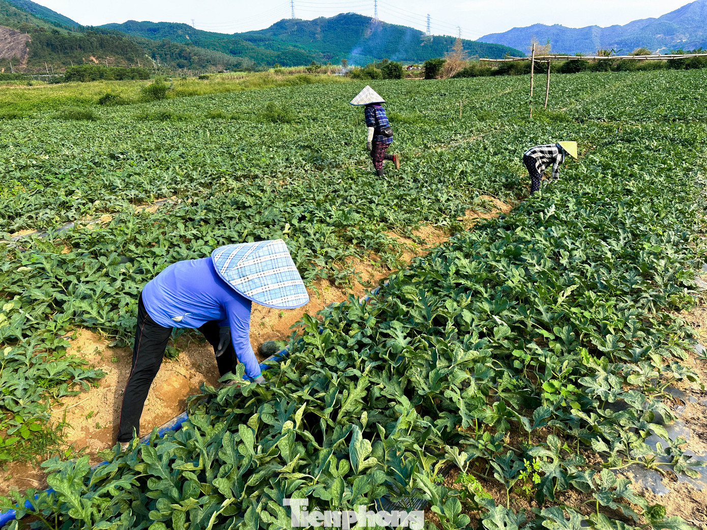 Thời điểm này, tại nhiều vùng trồng dưa hấu ở Đà Nẵng đang bước vào vụ thu hoạch. Những cánh đồng xanh mướt, trái dưa to tròn, mọng nước báo hiệu một mùa bội thu. Thế nhưng, niềm vui chưa kịp trọn vẹn thì nỗi lo đã hiện rõ trên gương mặt người nông dân, giá dưa hấu giảm, tiêu thụ khó khăn.