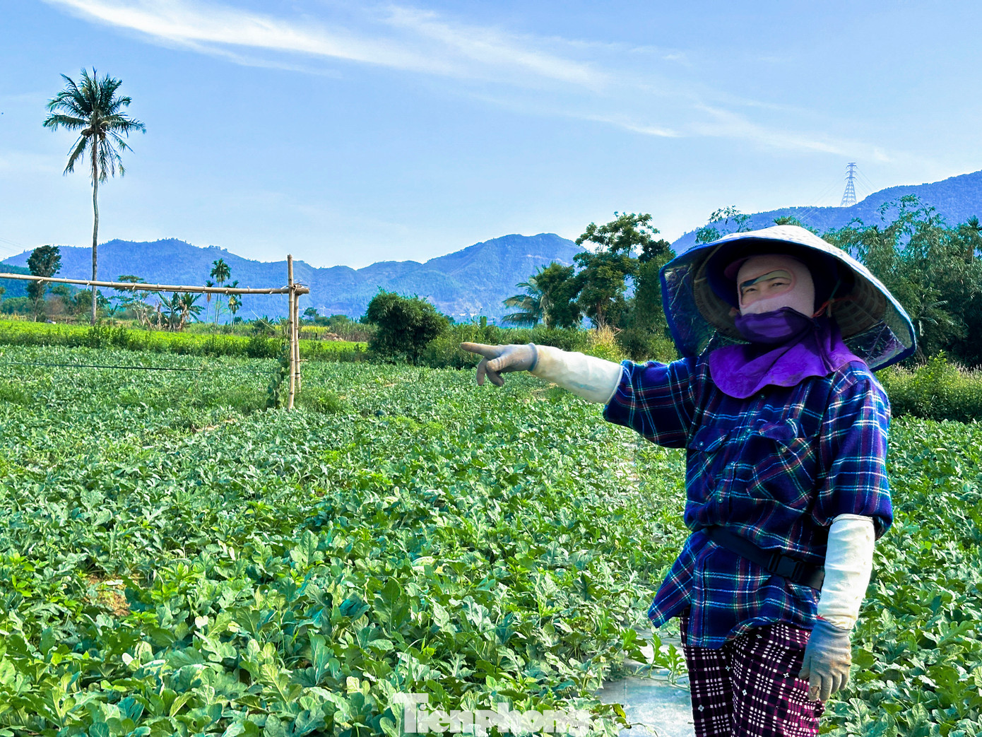 Theo chị Hòa, chi phí đầu tư cho mỗi sào dưa không nhỏ, từ giống, phân bón, đến nhân công chăm sóc. Nếu giá bán không đủ bù chi phí, nông dân sẽ trắng tay, nhiều hộ trồng lớn đang hy vọng giá sẽ nhích lên trong những ngày tới.
