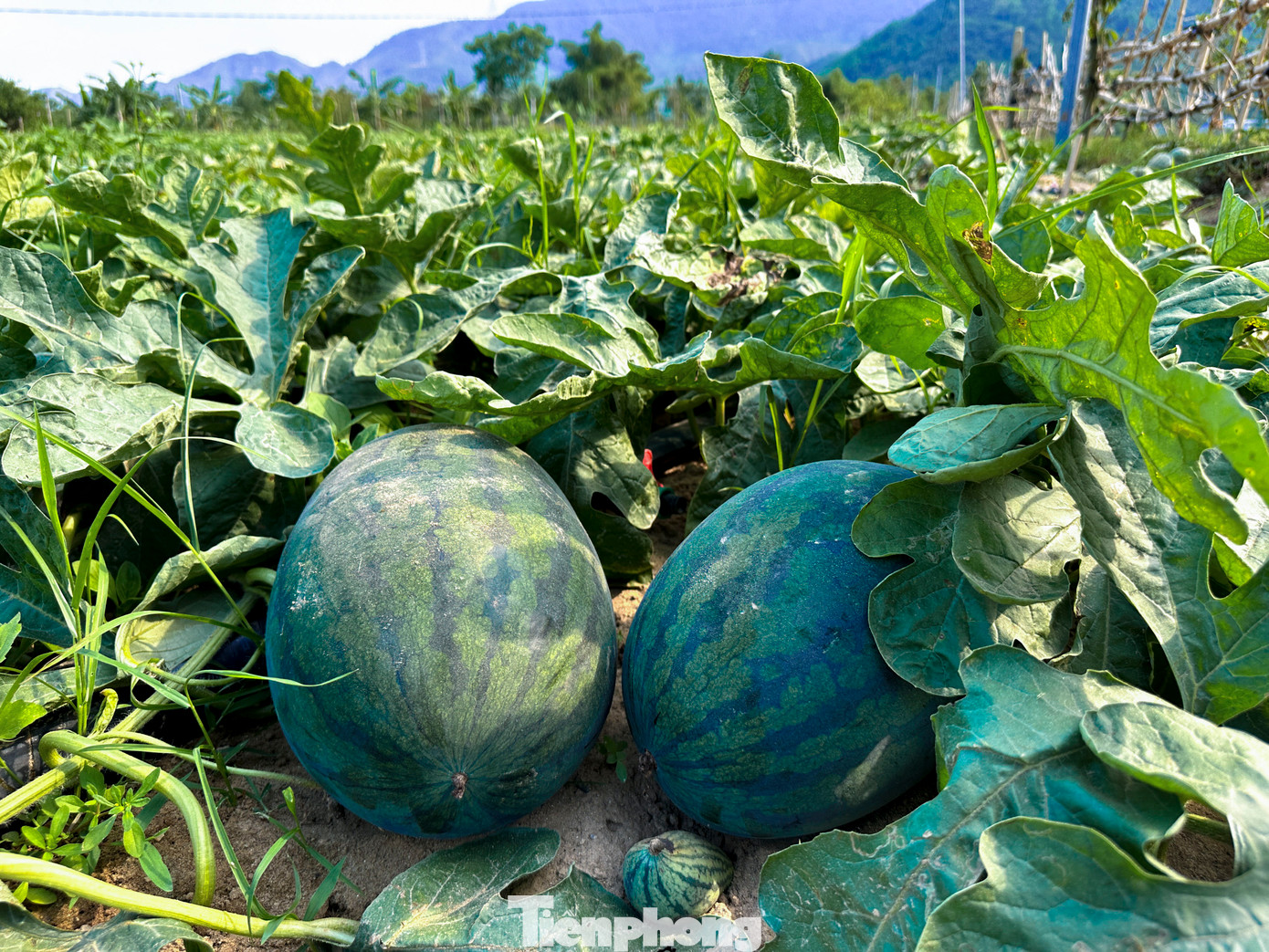 Năm nay dưa của nông dân được mùa, cho trái to, chất lượng nhưng giá cả không được như mong đợi.