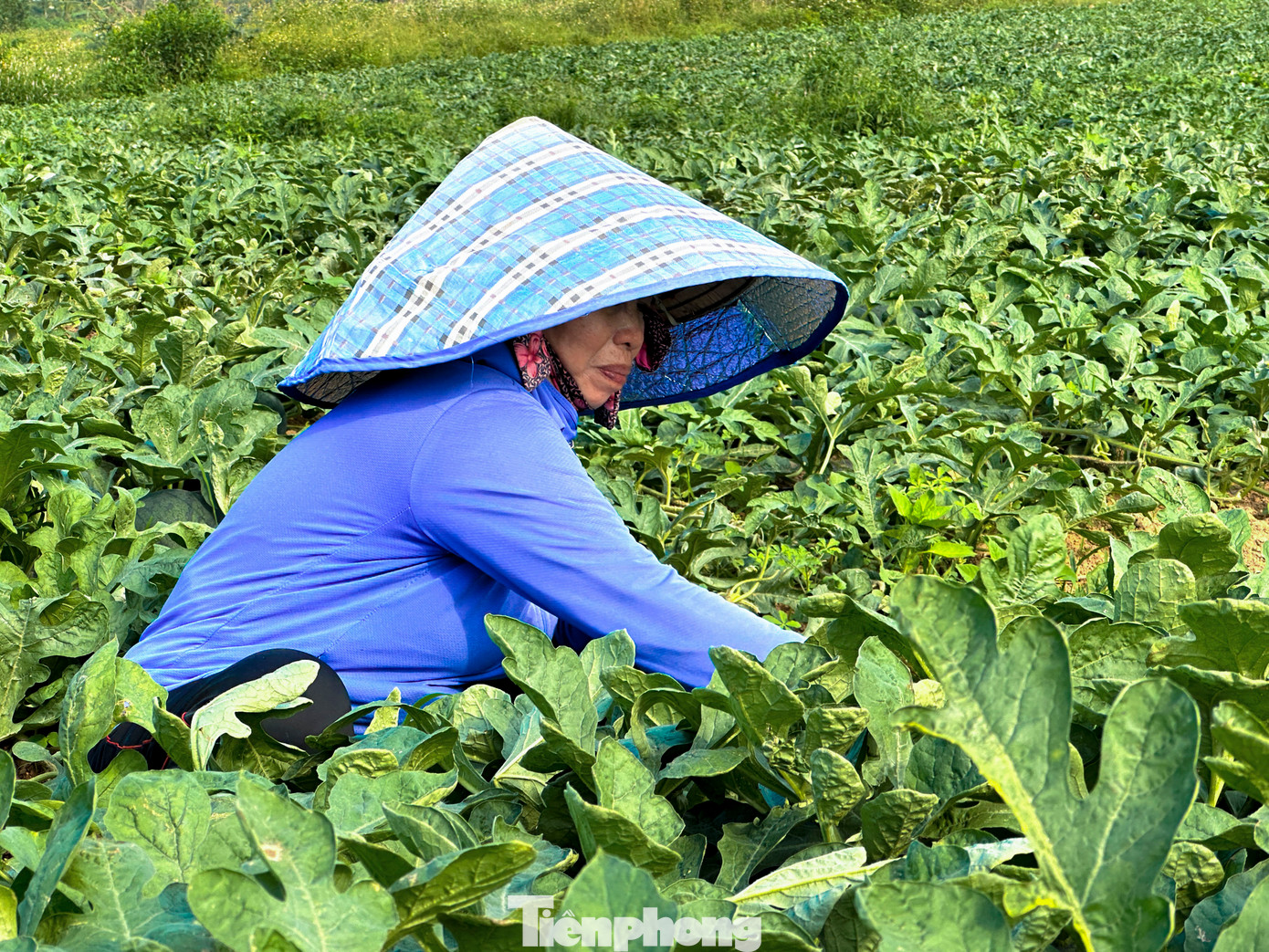 Theo người dân, những năm trước giá dưa hấu tại ruộng dao động từ 6.000 - 7.000 đồng/kg thì năm nay, con số đó chỉ còn khoảng 3.000 - 4.000 đồng/kg. Mức giá này không đủ bù chi phí đầu tư, chưa kể tiền công chăm sóc, vận chuyển và thuê nhân công thu hoạch.