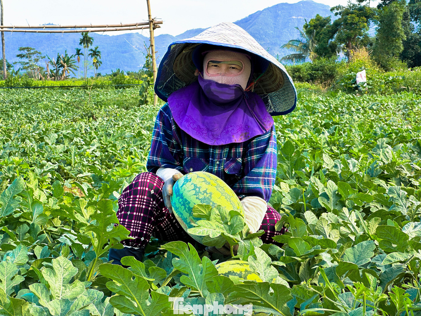 Chị Trần Thị Hòa (thôn Phò Nam, xã Hòa Bắc) cho biết: "Vụ này gia đình tôi trồng hơn 3ha dưa. Dưa được mùa lắm, trái nào cũng nặng tay nhưng giá bán lại thấp, nếu bán rẻ quá thì lỗ công trồng, mà để lâu thì dưa hư. Hiện tại, ruộng dưa của tôi có thể thu hoạch trên 30 tấn."