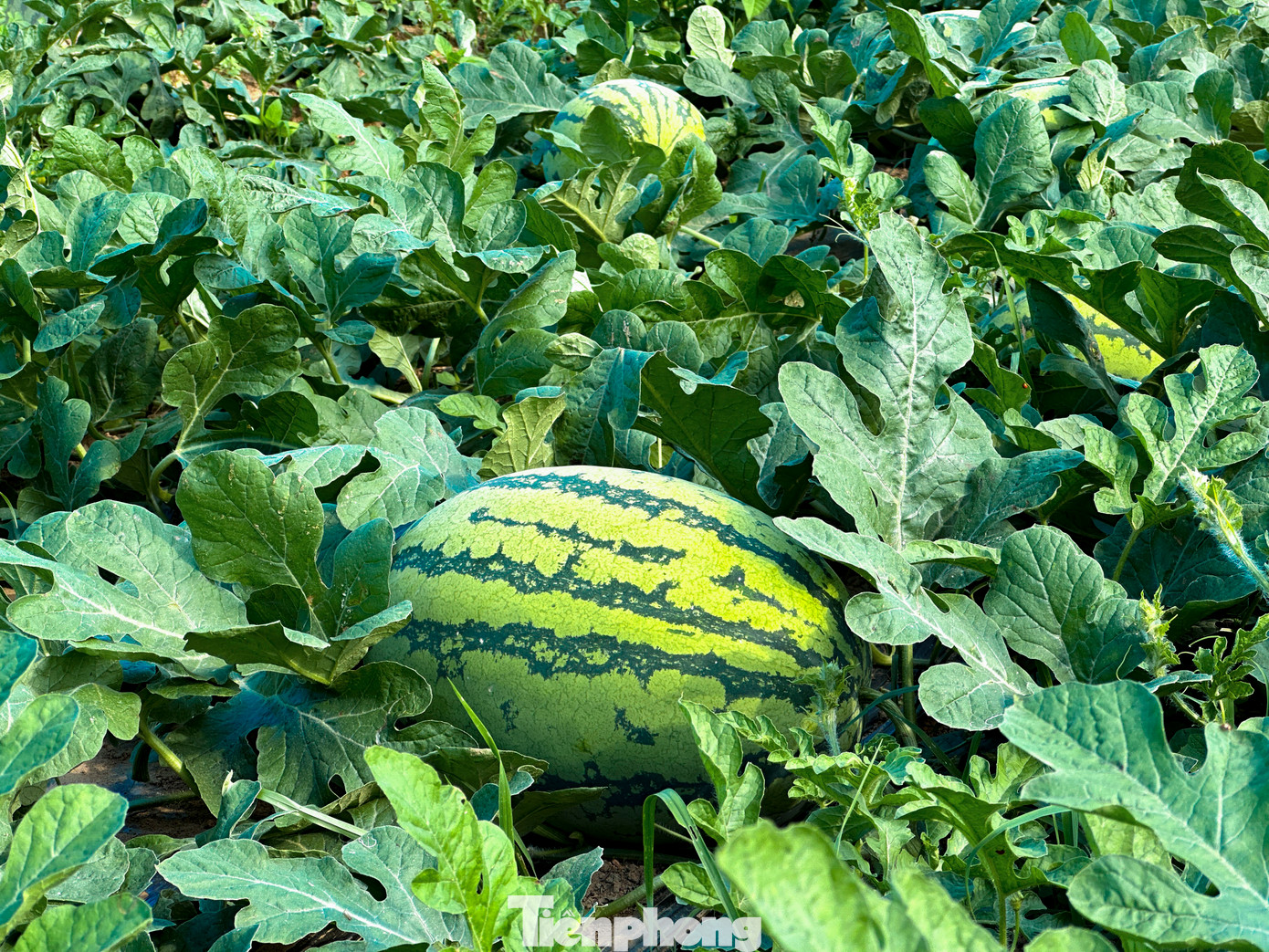 Năm nay dưa của nông dân được mùa, cho trái to, chất lượng nhưng giá cả không được như mong đợi.