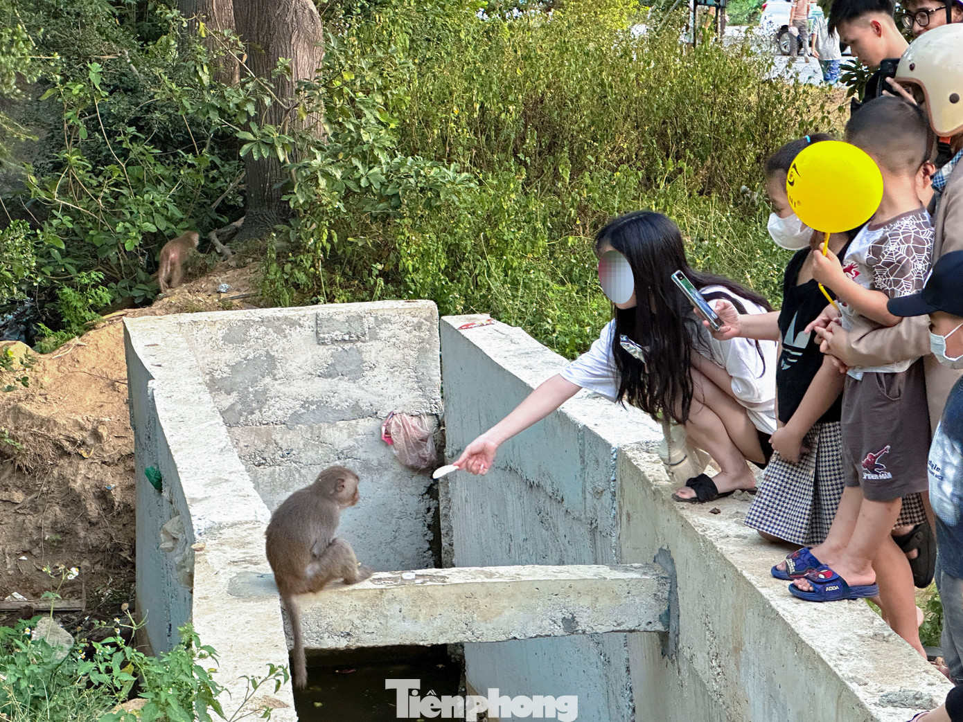 Người dân vô tư cho khỉ ăn. Ảnh: Duy Quốc.