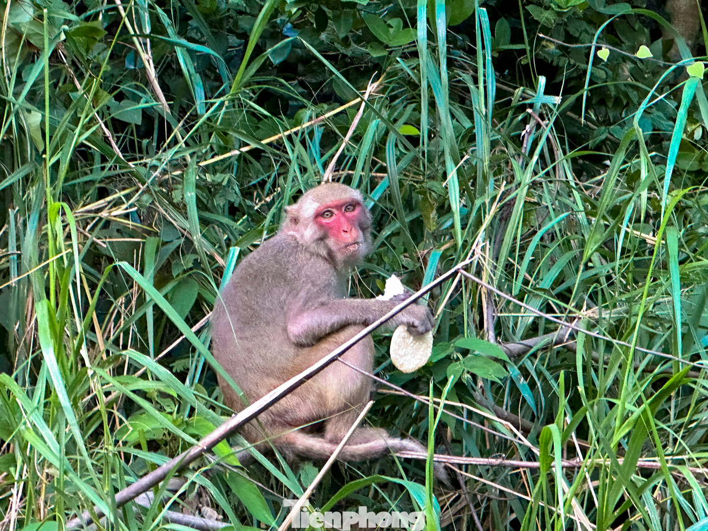 Việc cho khỉ ăn sẽ làm thay đổi hành vi tự nhiên khiến chúng dễ bị phụ thuộc. Ảnh: Duy Quốc.