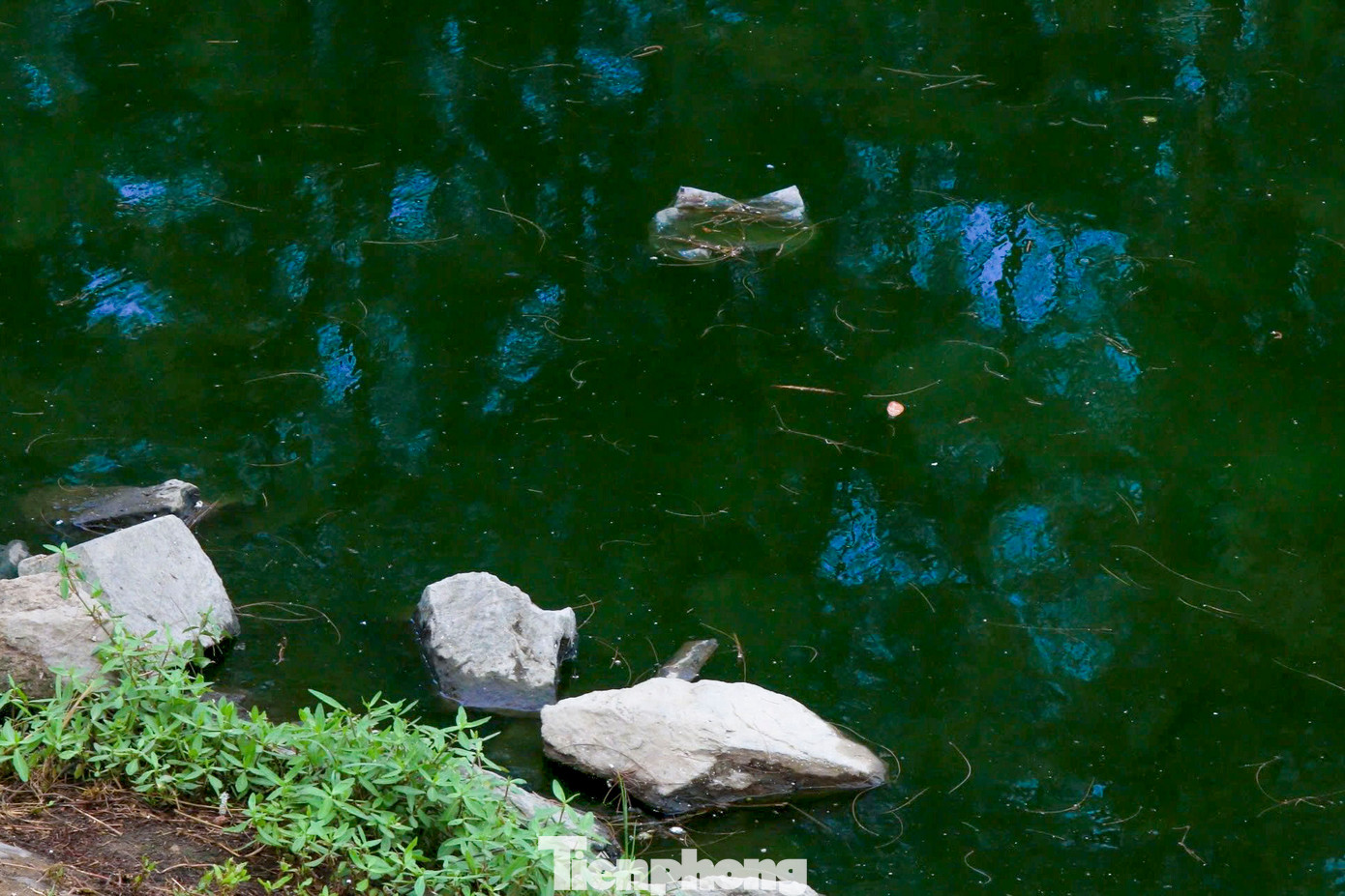 Hiện tại, nhiều đoạn kè xung quanh hồ đã bị bong tróc, hư hỏng, môi trường nước tại hồ đang bị ô nhiễm nghiêm trọng.