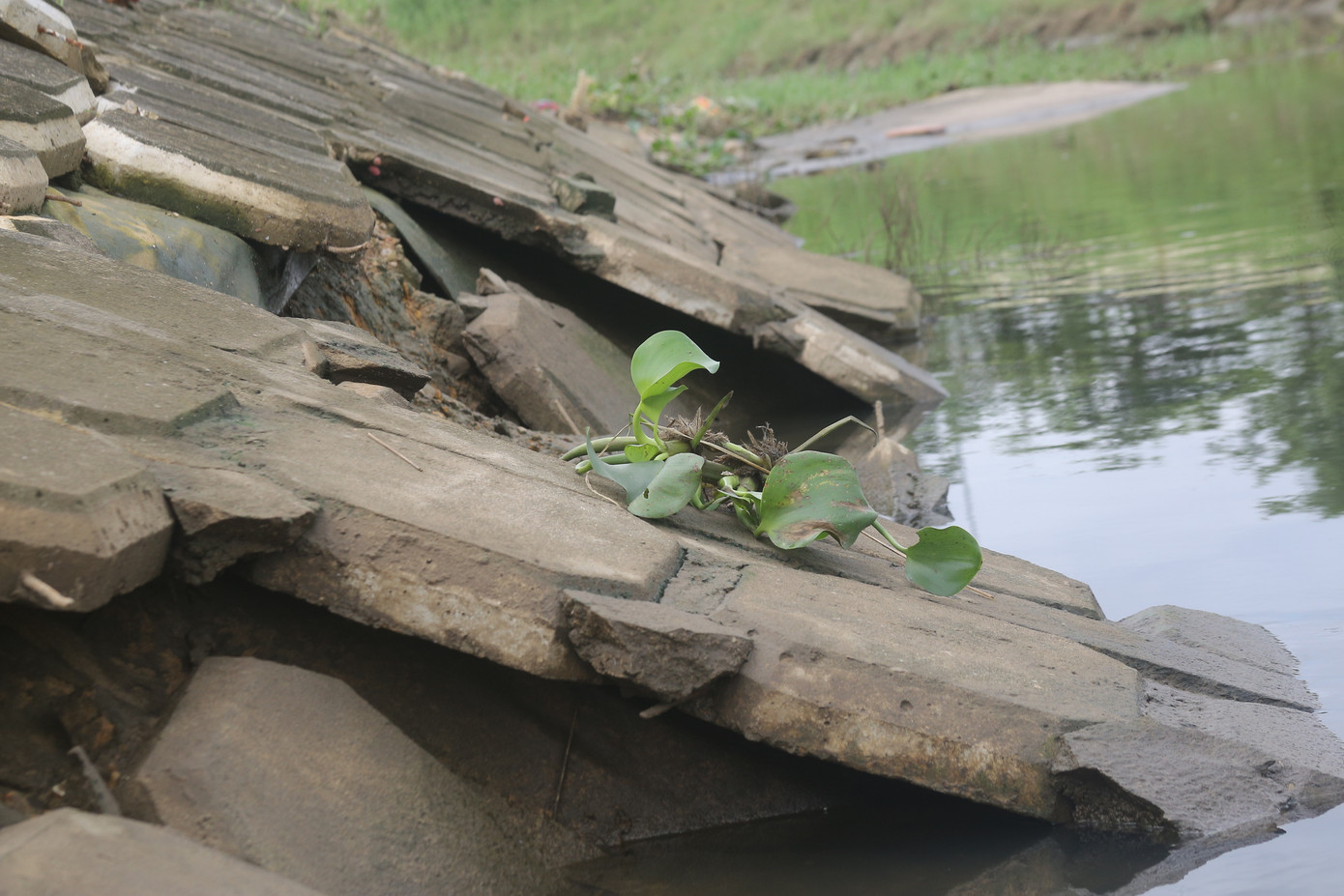 Lãnh đạo Công ty Thoát nước và xử lý nước Đà Nẵng cho biết: Trong đợt mưa lũ 13/10 vừa qua, tình hình sụt lún, sạt lở tại bờ kè kênh Phú Lộc ngày càng nghiêm trọng. Trước tình hình sạt lở tại bờ kè, đơn vị đã cử lực lượng xuống gia cố tạm thời. Công ty cũng báo cáo lên Sở Xây dựng thành phố để nhanh chóng có phương án khắc phục trong thời gian tới.