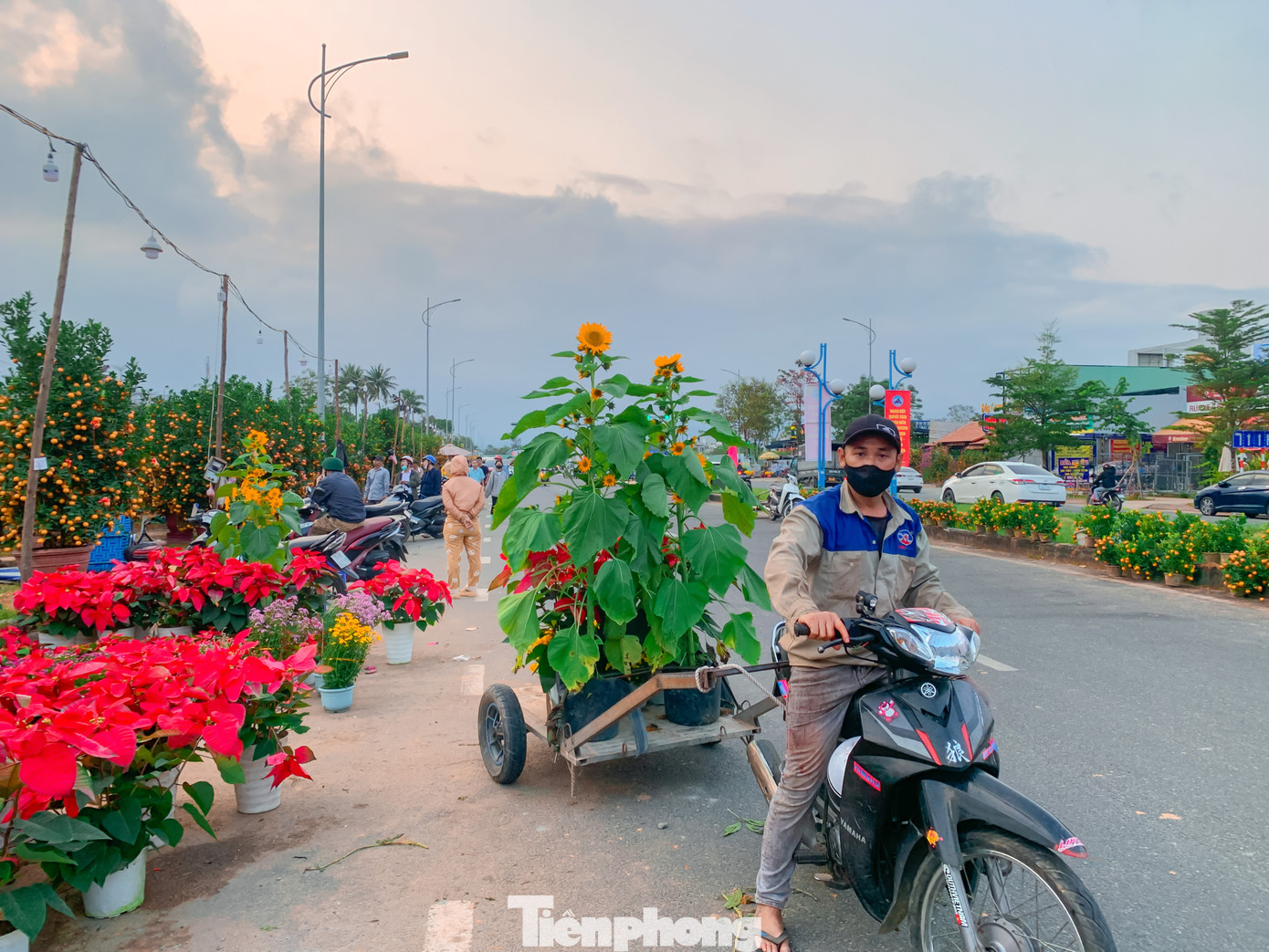 Anh Nguyễn Văn Minh (phường Hòa Quý, quận Ngũ Hành Sơn) cho biết: Từ 20 tháng Chạp là chuẩn bị xe cộ để chở hoa thuê. Năm nào cũng tối muộn đêm 30 Tết anh mới về nhà. "Nếu có sức khỏe, trúng mối, chạy nhiều có thể kiếm được hơn 1 triệu đồng/ngày” - anh Minh nói.