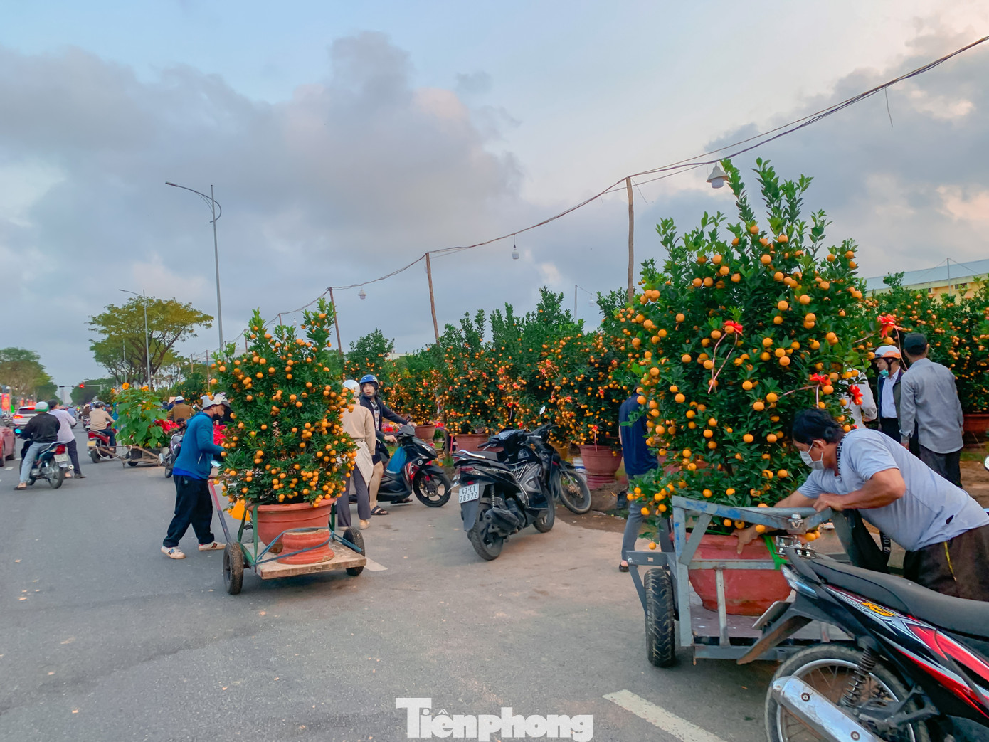 Tết Giáp Thìn 2024 cận kề, thời tiết Đà Nẵng đang rất đẹp, nắng nhẹ. Những ngày này, đội ngũ chở hoa, cây cảnh thuê lại tất bật xuyên ngày đêm, tranh thủ mưu sinh kiếm thêm thu nhập