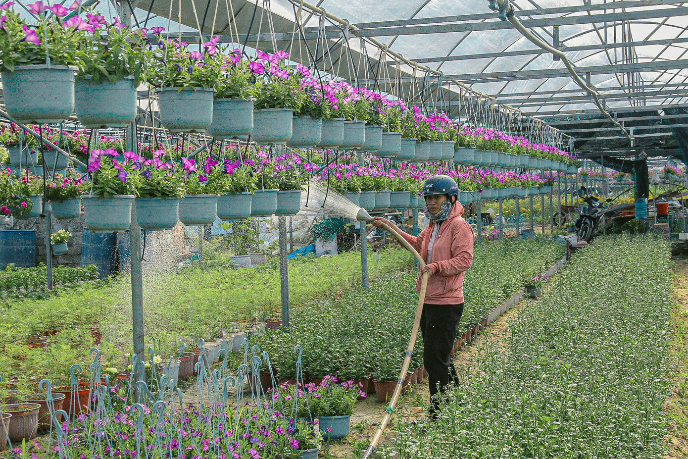 Để có những chậu hoa đẹp rực rỡ, các nhà vườn tại đây đã tưới nước, chăm sóc rất kỹ càng.