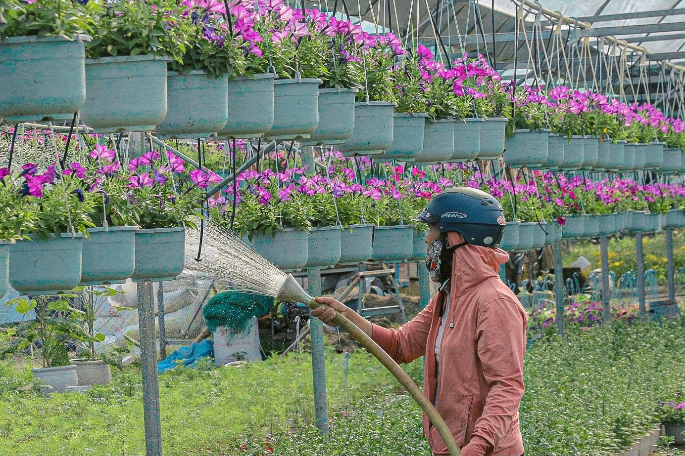 Để có những chậu hoa đẹp rực rỡ, các nhà vườn tại đây đã tưới nước, chăm sóc rất kỹ càng.