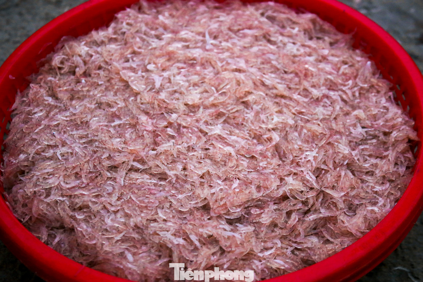 Ruốc được xem là món đặc sản của Đà Nẵng, là một phần quan trọng trong thu nhập của những ngư dân ven biển, tuy vậy mùa ruốc năm nay lại không được như mong đợi.