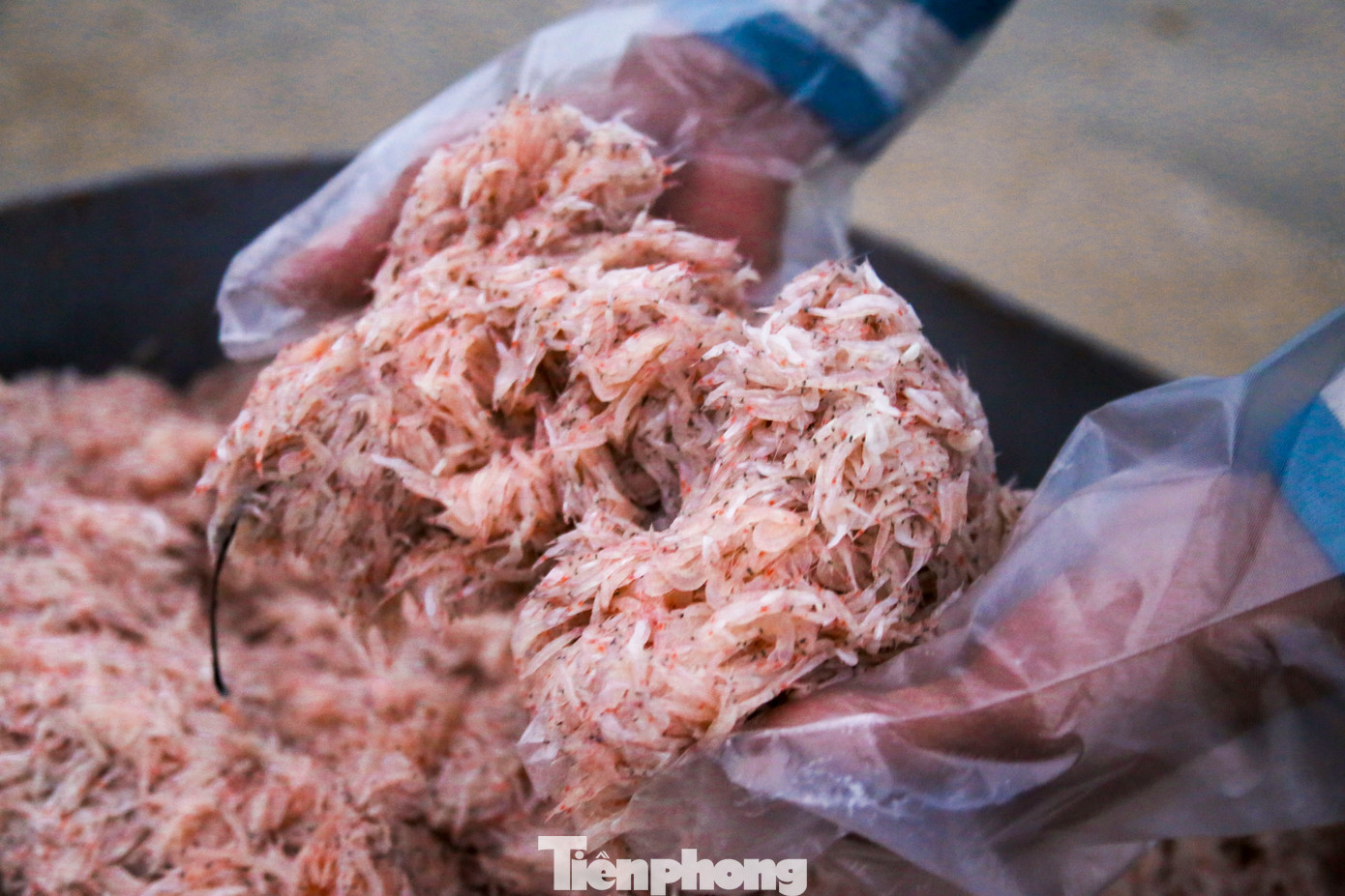 Ruốc được xem là món đặc sản của Đà Nẵng, là một phần quan trọng trong thu nhập của những ngư dân ven biển, tuy vậy mùa ruốc năm nay lại không được như mong đợi.