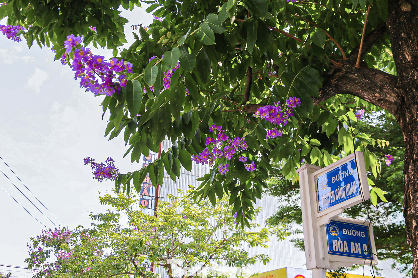 Các tuyến đường Tôn Đức Thắng, Nguyễn Công Hoan, Trường Chinh, Nguyễn Phước Nguyên,… những hàng bằng lăng bung nở, phủ tím các con đường tạo nên khung cảnh đẹp mắt.