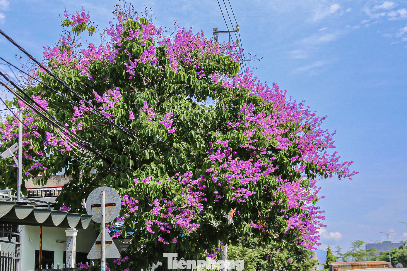 Màu tím thơ mộng của hoa bằng lăng làm không gian trên các tuyến đường ở Đà Nẵng trở nên lãng mạn hơn.