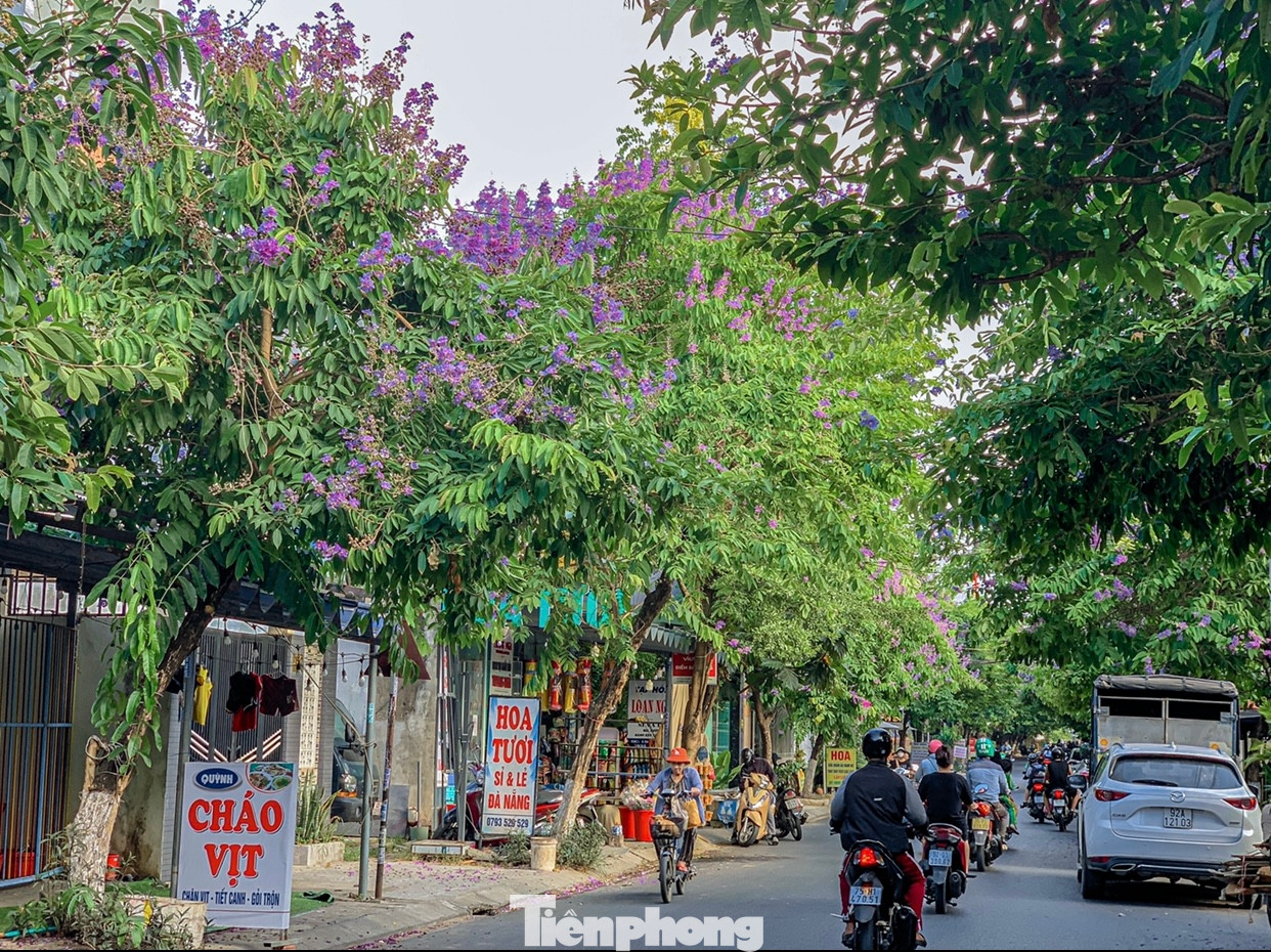 Các tuyến đường hoa bằng lăng nở dày đặc thu hút sự chú ý của nhiều người.