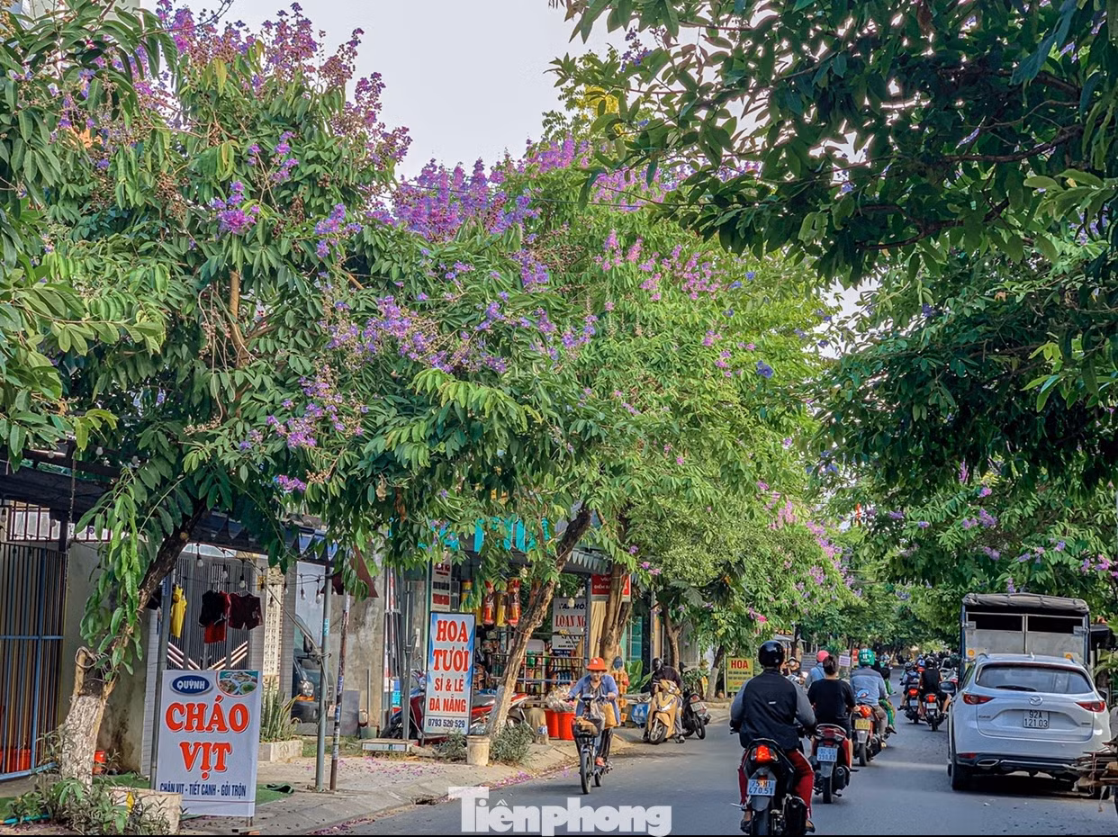 Các tuyến đường hoa bằng lăng nở dày đặc thu hút sự chú ý của nhiều người. Các tuyến đường hoa bằng lăng nở dày đặc thu hút sự chú ý của nhiều người.