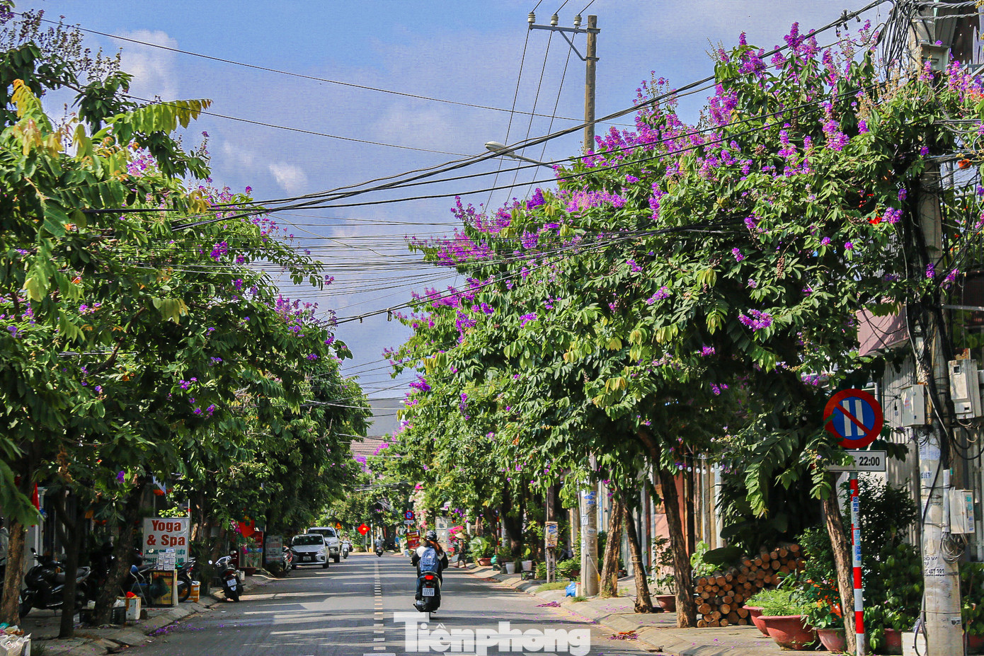 Do có nhiều đặc điểm phù hợp với khí hậu Việt Nam, cũng như khả năng tạo bóng râm, tăng tính thẩm mỹ cho cảnh quan, cây bằng lăng được chọn để trồng trên nhiều tuyến phố ở Đà Nẵng.