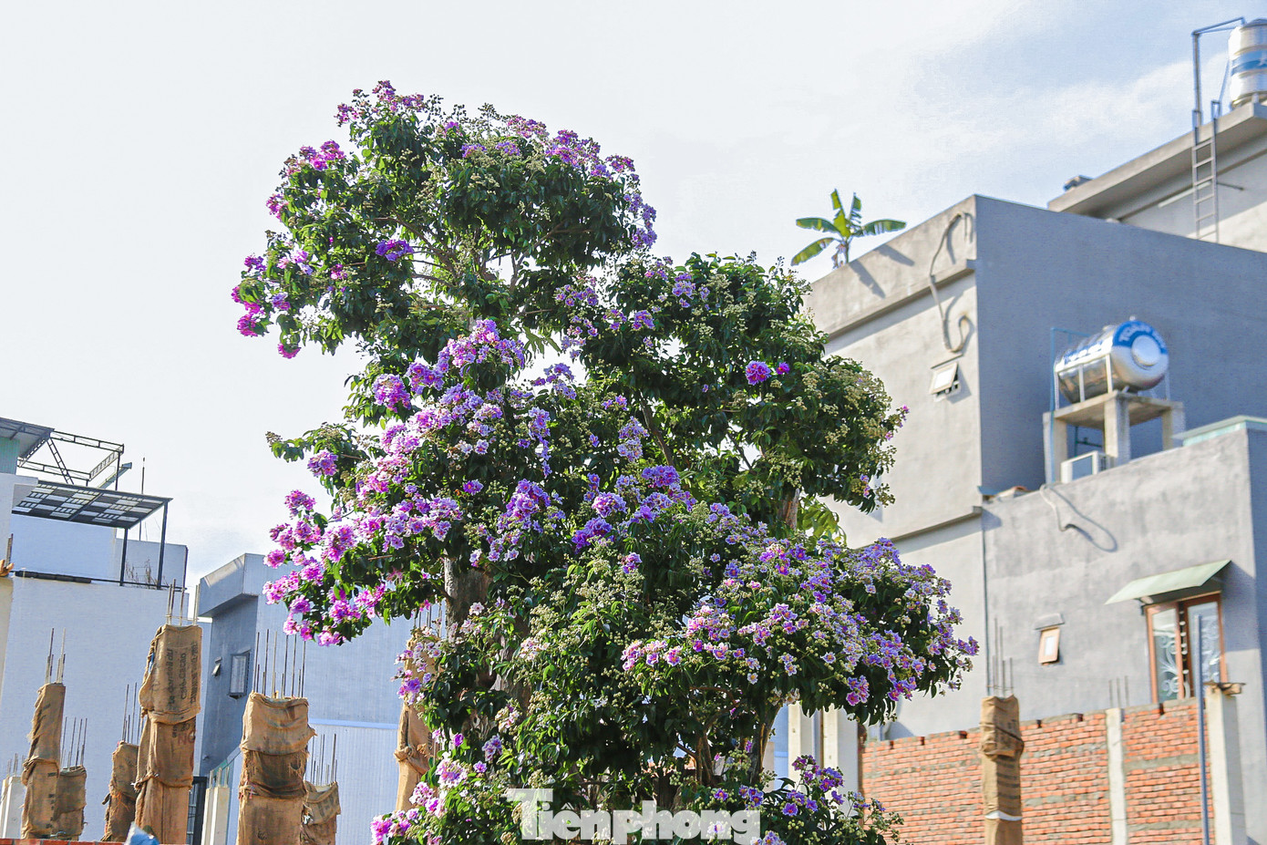 Những cây bằng lăng rừng cũng đang độ khoe nở rực rỡ sắc màu.