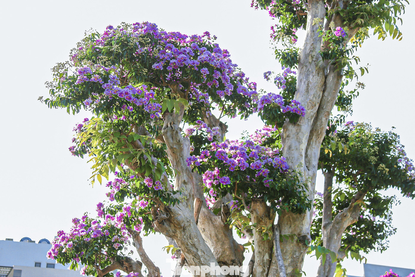 Những cây bằng lăng rừng cũng đang độ khoe nở rực rỡ sắc màu.