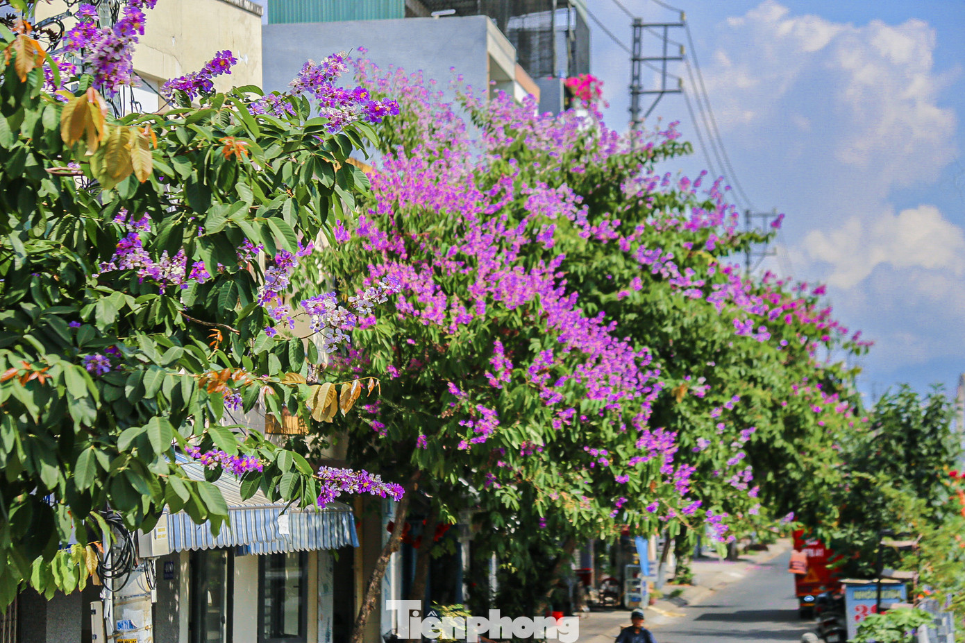 Các tuyến đường hoa bằng lăng nở dày đặc thu hút sự chú ý của nhiều người.