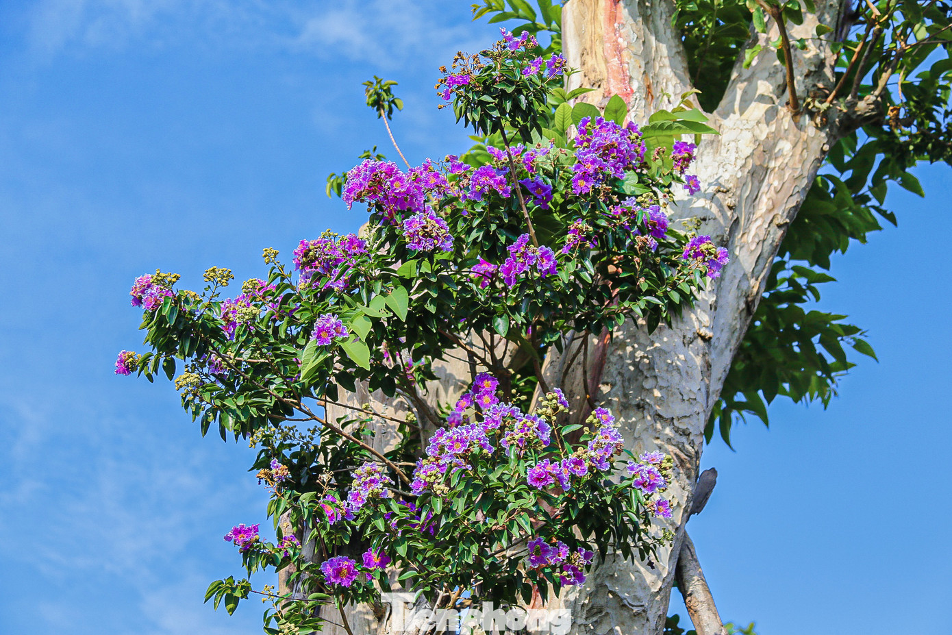 Những cây bằng lăng rừng cũng đang độ khoe nở rực rỡ sắc màu.