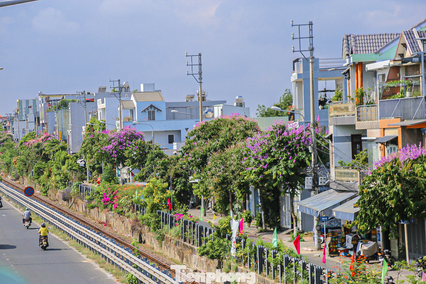Vào tháng 5, hoa bằng lăng bắt đầu khoe nở, đường phố Đà Nẵng như được khoác lên mình áo tím mộng mơ. Cùng với hoa phượng đỏ, hoa bằng lăng tím nở rộ báo hiệu mùa hè đang về.
