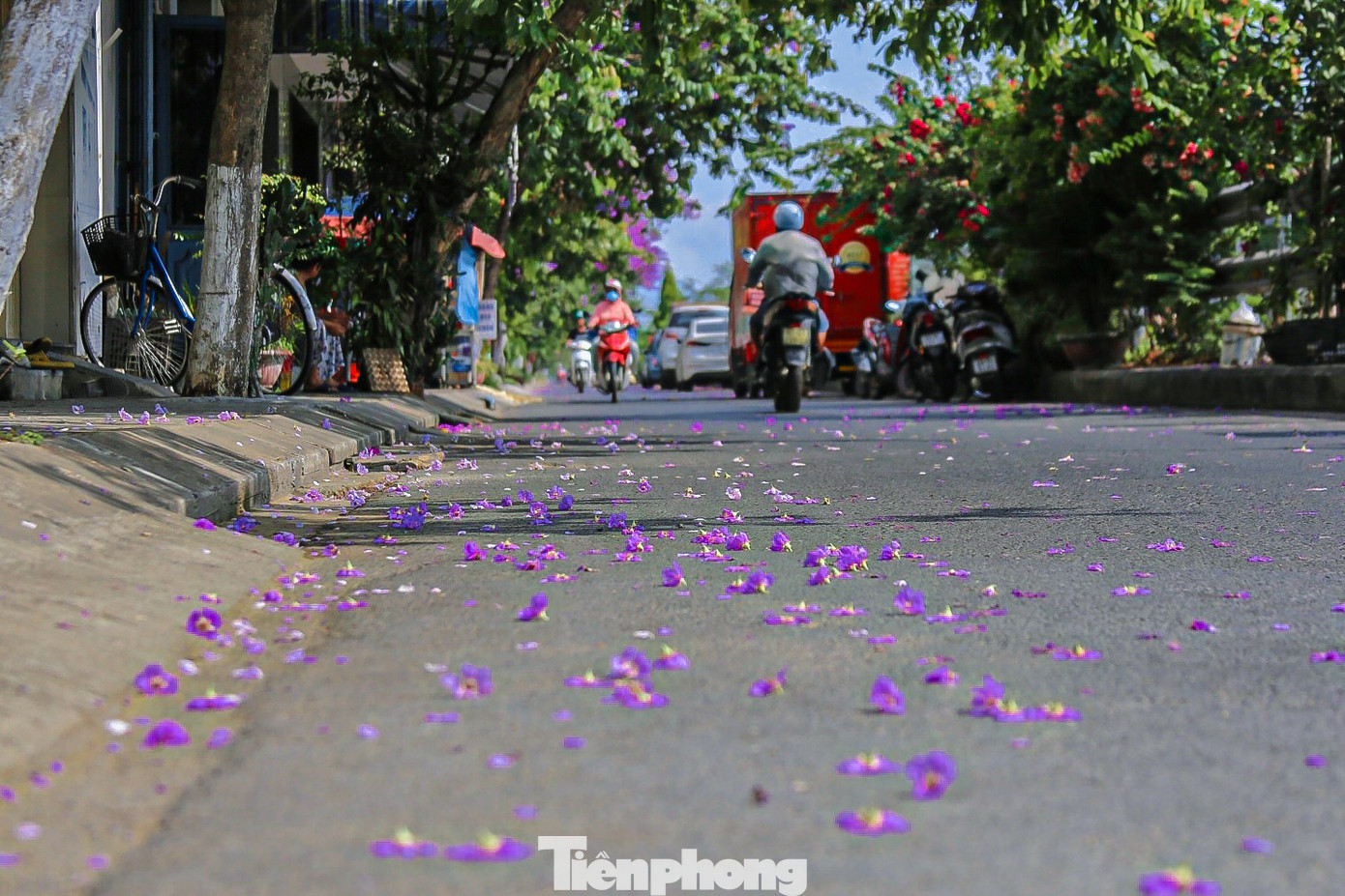 Màu tím thơ mộng của hoa bằng lăng làm không gian trên các tuyến đường ở Đà Nẵng trở nên lãng mạn hơn.