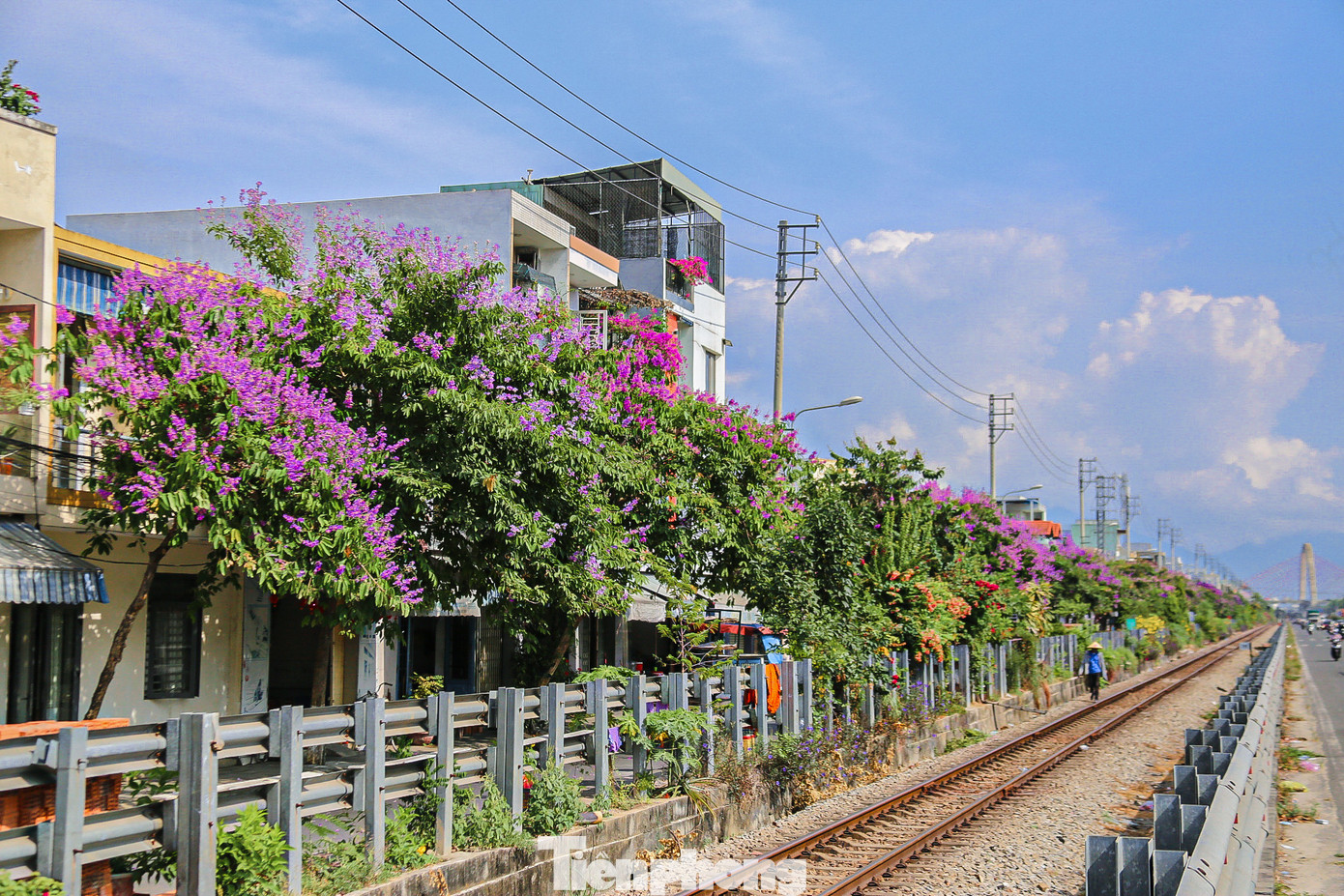 Các tuyến đường Tôn Đức Thắng, Nguyễn Công Hoan, Trường Chinh, Nguyễn Phước Nguyên,… những hàng bằng lăng bung nở, phủ tím các con đường tạo nên khung cảnh đẹp mắt.