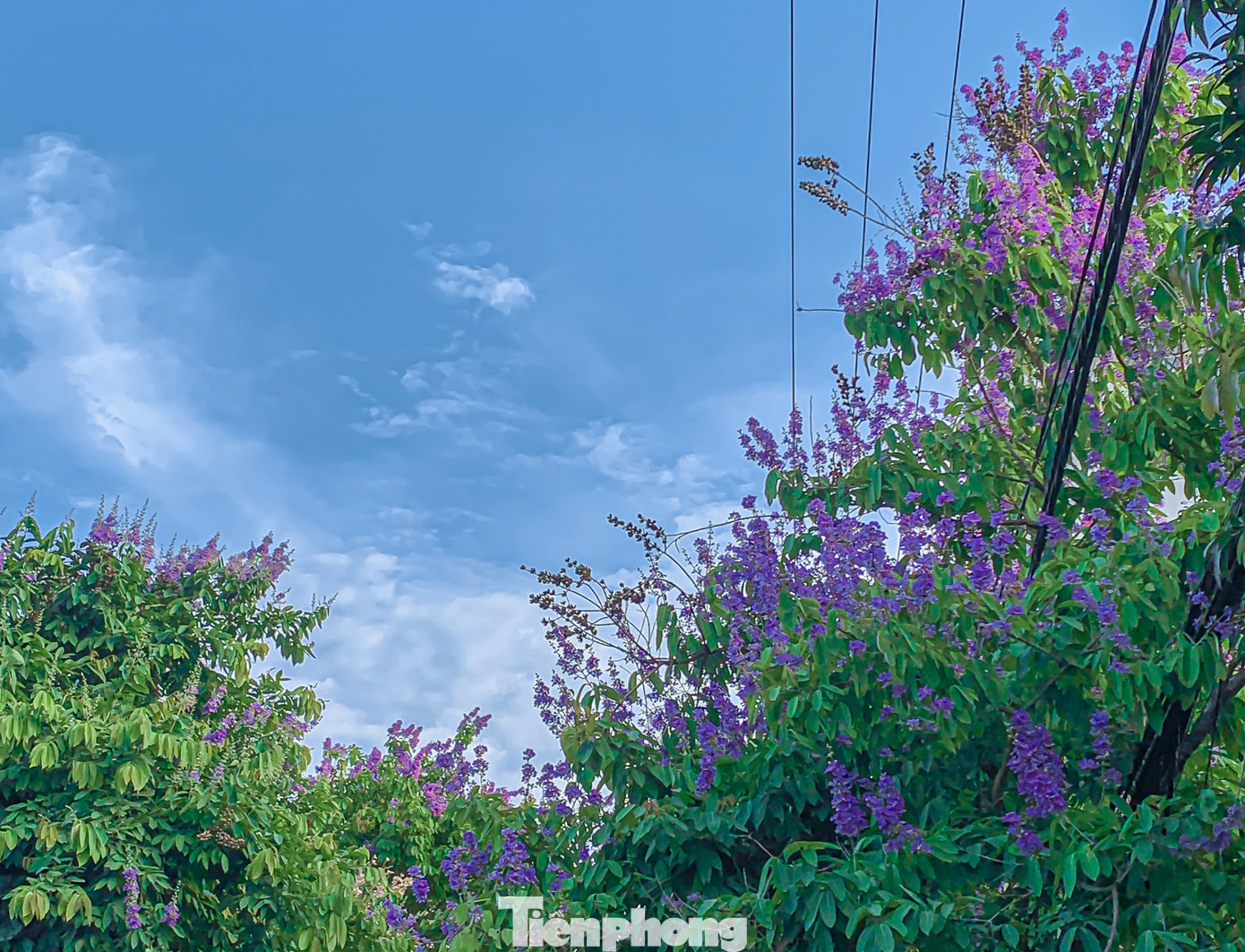 Các tuyến đường hoa bằng lăng nở dày đặc thu hút sự chú ý của nhiều người.