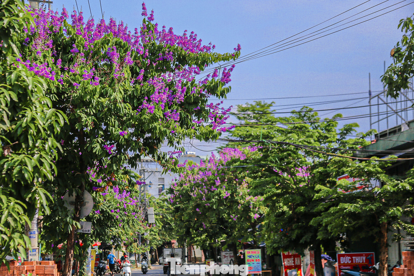 Bằng lăng là loại cây thân gỗ có nguồn gốc từ vùng nhiệt đới, thường nở vào mùa hè với màu tím hoặc tím nhạt đặc trưng. Mỗi bông hoa thường có 6 cánh hoa, mỗi cánh dài khoảng từ 2 - 3,5cm.