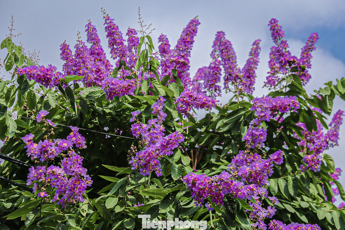 Dù không nổi bật, rực rỡ như phượng vĩ nhưng loài hoa mỏng manh này cũng gắn liền với tuổi học trò, mùa chia tay mái trường. Mùa hoa bằng lăng đến nhanh cũng chóng tàn chỉ sau vài cơn mưa.