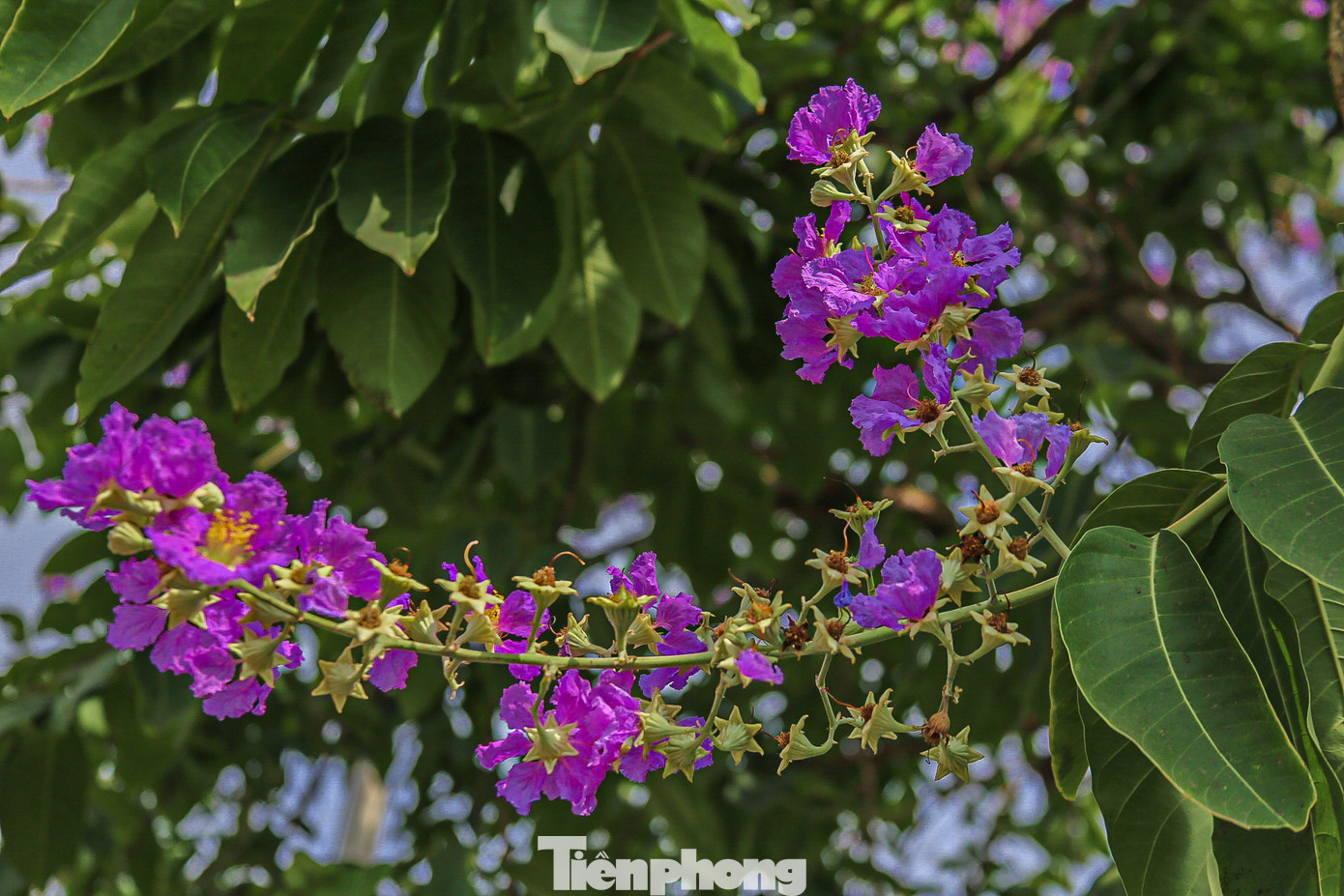 Bằng lăng là loại cây thân gỗ có nguồn gốc từ vùng nhiệt đới, thường nở vào mùa hè với màu tím hoặc tím nhạt đặc trưng. Mỗi bông hoa thường có 6 cánh hoa, mỗi cánh dài khoảng từ 2 - 3,5cm.