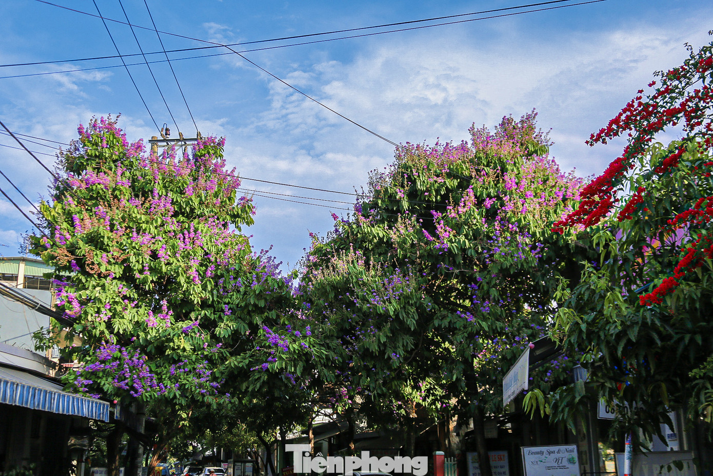 Vào tháng 5, hoa bằng lăng bắt đầu khoe nở, đường phố Đà Nẵng như được khoác lên mình áo tím mộng mơ. Cùng với hoa phượng đỏ, hoa bằng lăng tím nở rộ báo hiệu mùa hè đang về.