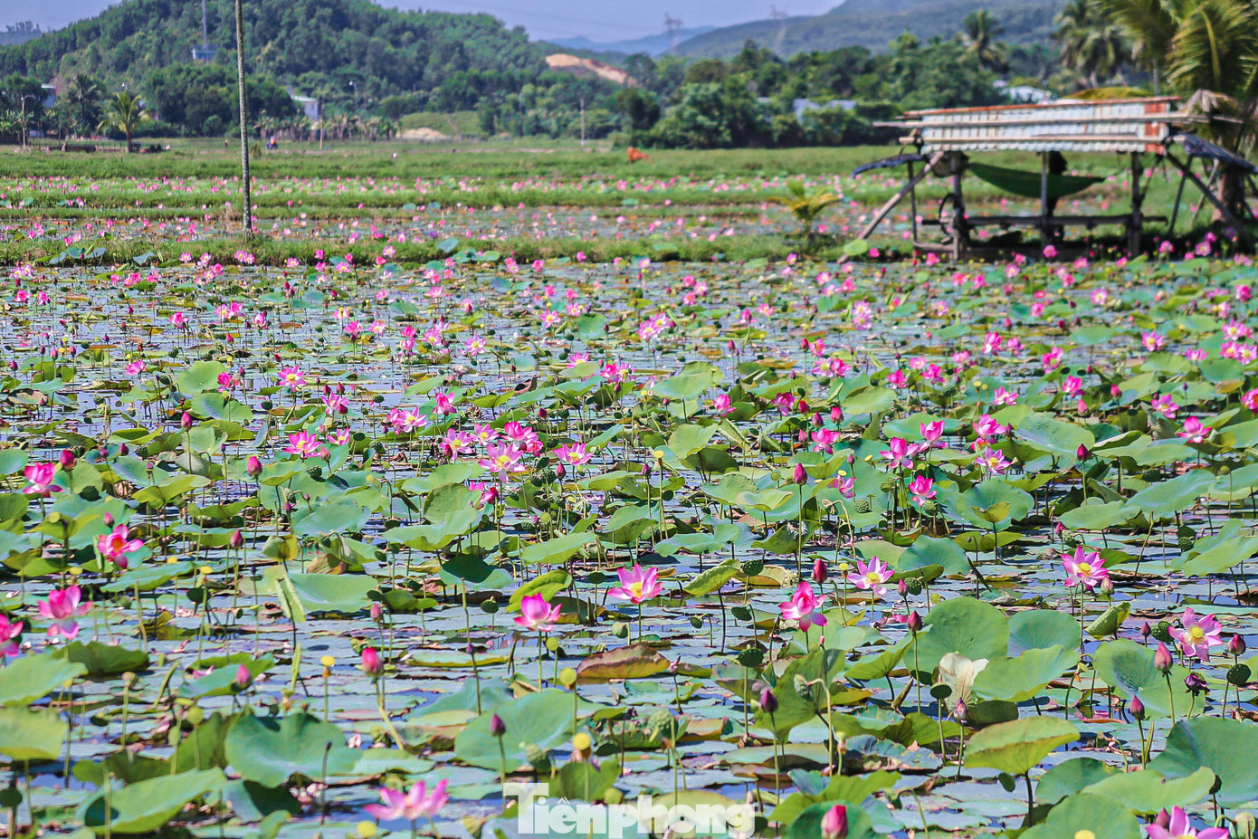 Sen nở rộ khiến cả cánh đồng đẹp lung linh, tạo nên khung cảnh như tranh vẽ.