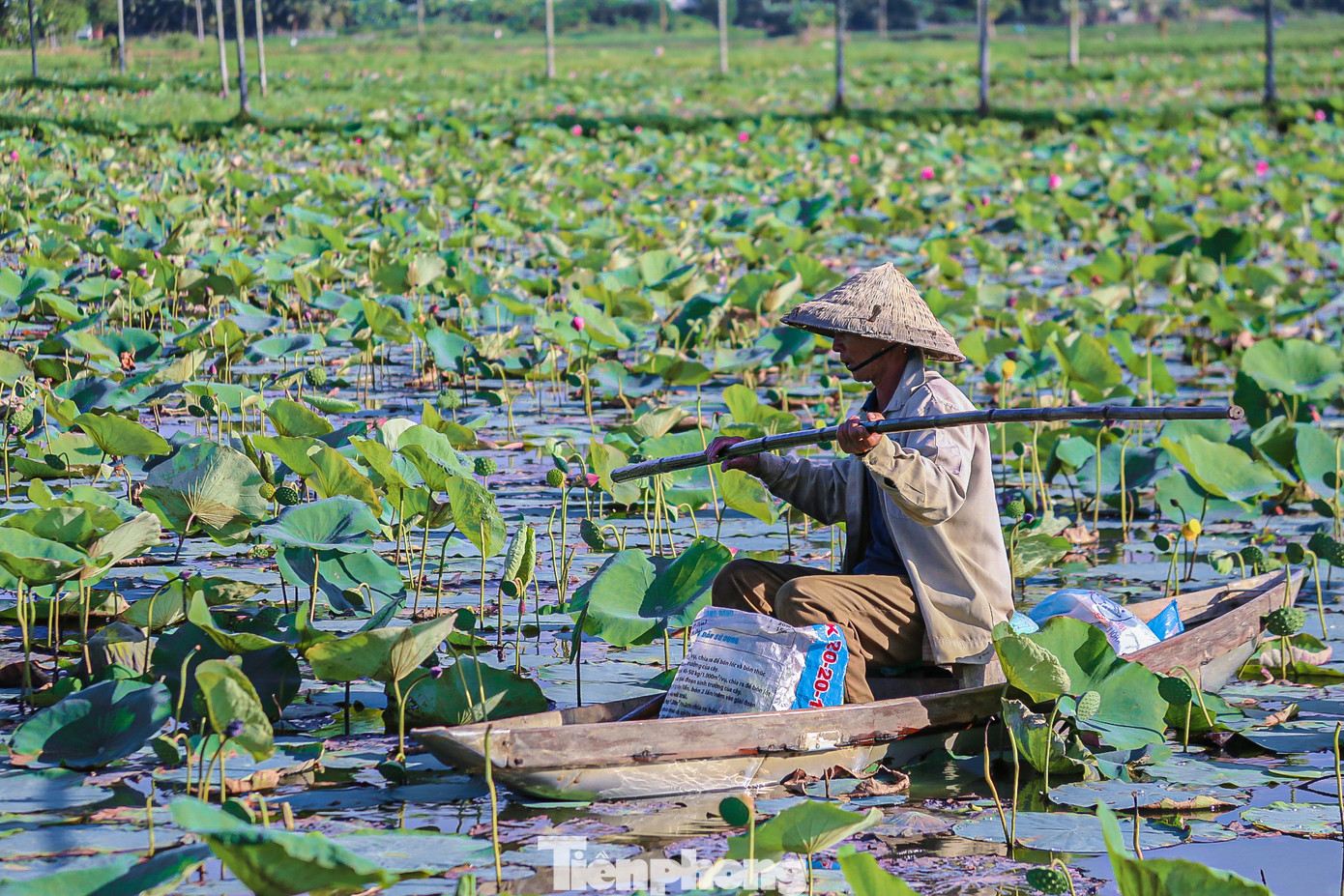 Người dân thu hoạch đài sen để làm các sản phẩm như trà sen, chè sen…