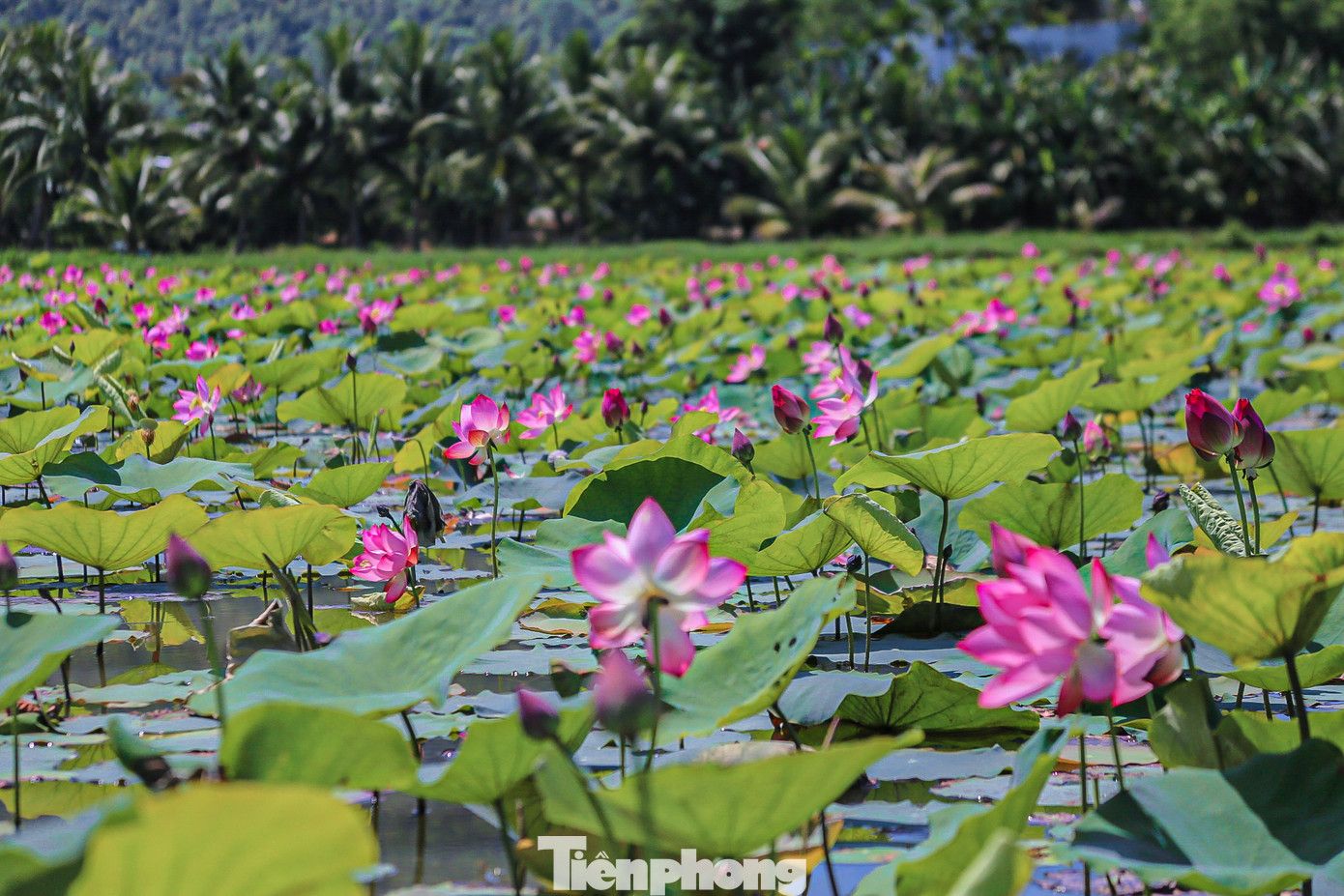 Màu hoa sen tinh khiết trong ánh nắng bình minh khiến mọi thứ trở nên dịu dàng và thanh sơ.