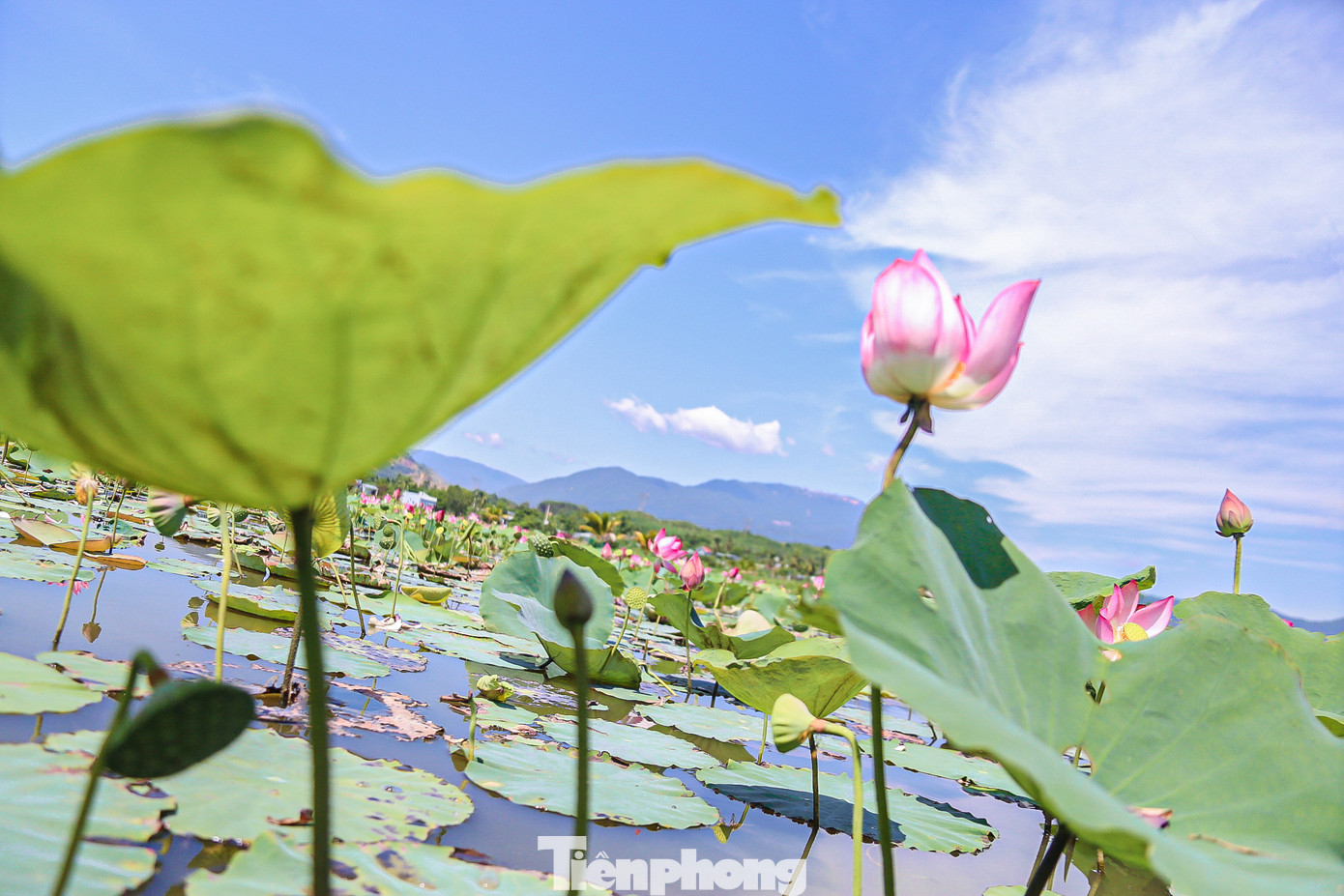 Màu hoa sen tinh khiết trong ánh nắng bình minh khiến mọi thứ trở nên dịu dàng và thanh sơ.