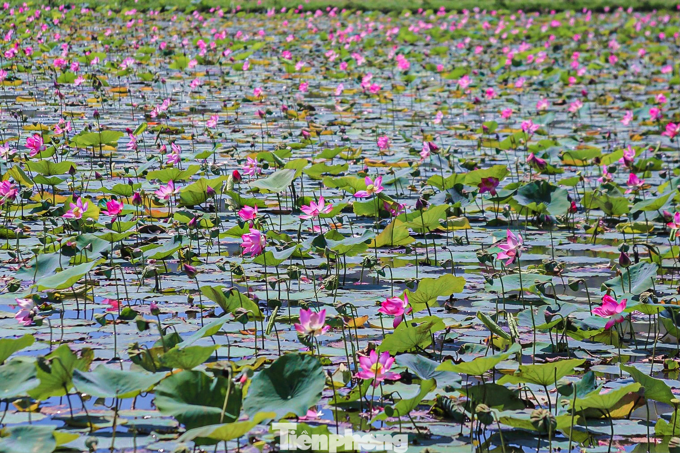 Sen nở rộ khiến cả cánh đồng đẹp lung linh, tạo nên khung cảnh như tranh vẽ.