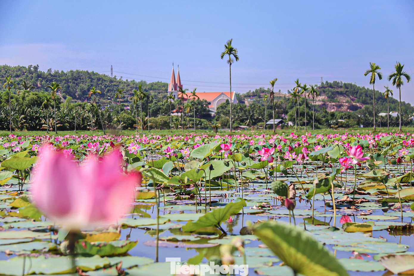 Sen ở Đà Nẵng vào mùa từ cuối tháng 4 đến hết tháng 7, những cánh đồng sen rộng mênh mông bát ngát với muôn sắc hồng, trắng nở lung linh cả một góc trời làm xao xuyến lòng người khi ngắm nhìn.