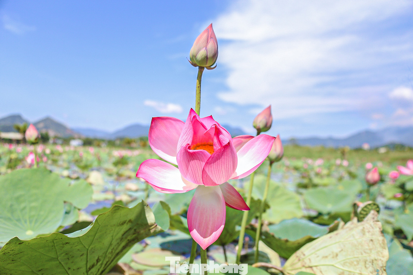 Màu hoa sen tinh khiết trong ánh nắng bình minh khiến mọi thứ trở nên dịu dàng và thanh sơ.