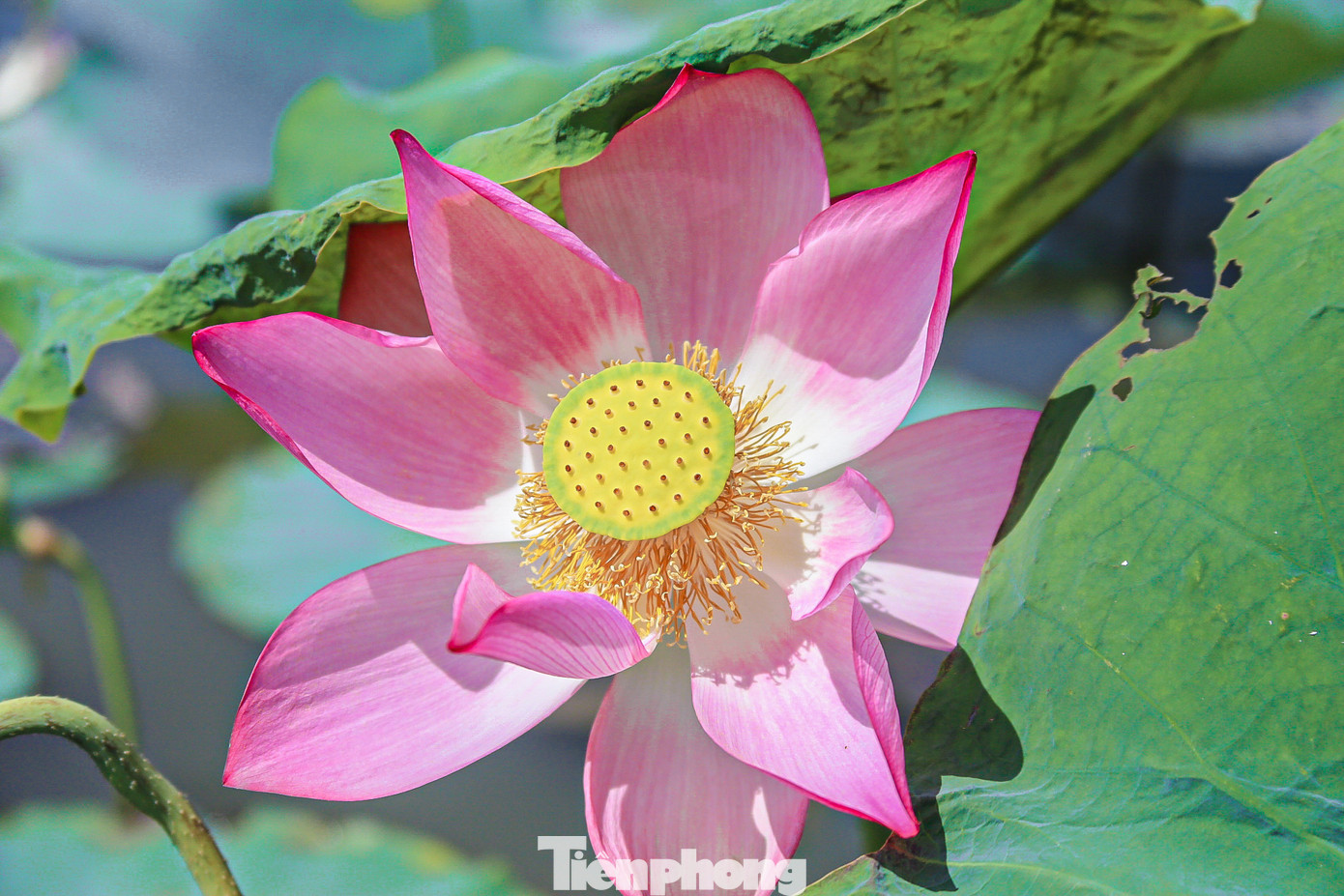 Sen ở Đà Nẵng vào mùa từ cuối tháng 4 đến hết tháng 7, những cánh đồng sen rộng mênh mông bát ngát với muôn sắc hồng, trắng nở lung linh cả một góc trời làm xao xuyến lòng người khi ngắm nhìn.