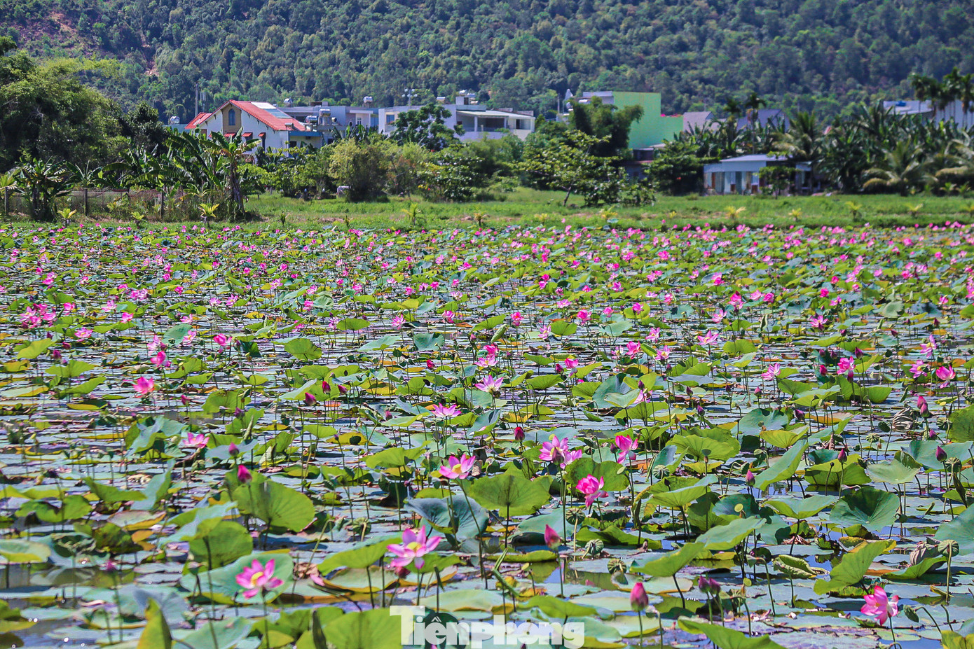 Sen ở Đà Nẵng vào mùa từ cuối tháng 4 đến hết tháng 7, những cánh đồng sen rộng mênh mông bát ngát với muôn sắc hồng, trắng nở lung linh cả một góc trời làm xao xuyến lòng người khi ngắm nhìn.