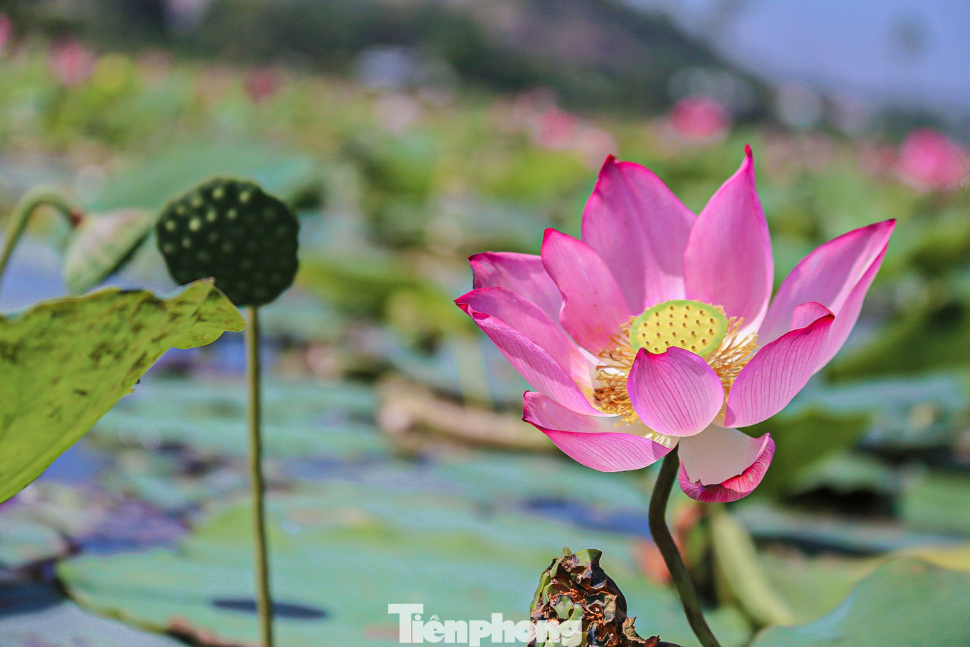 Sen ở Đà Nẵng vào mùa từ cuối tháng 4 đến hết tháng 7, những cánh đồng sen rộng mênh mông bát ngát với muôn sắc hồng, trắng nở lung linh cả một góc trời làm xao xuyến lòng người khi ngắm nhìn.