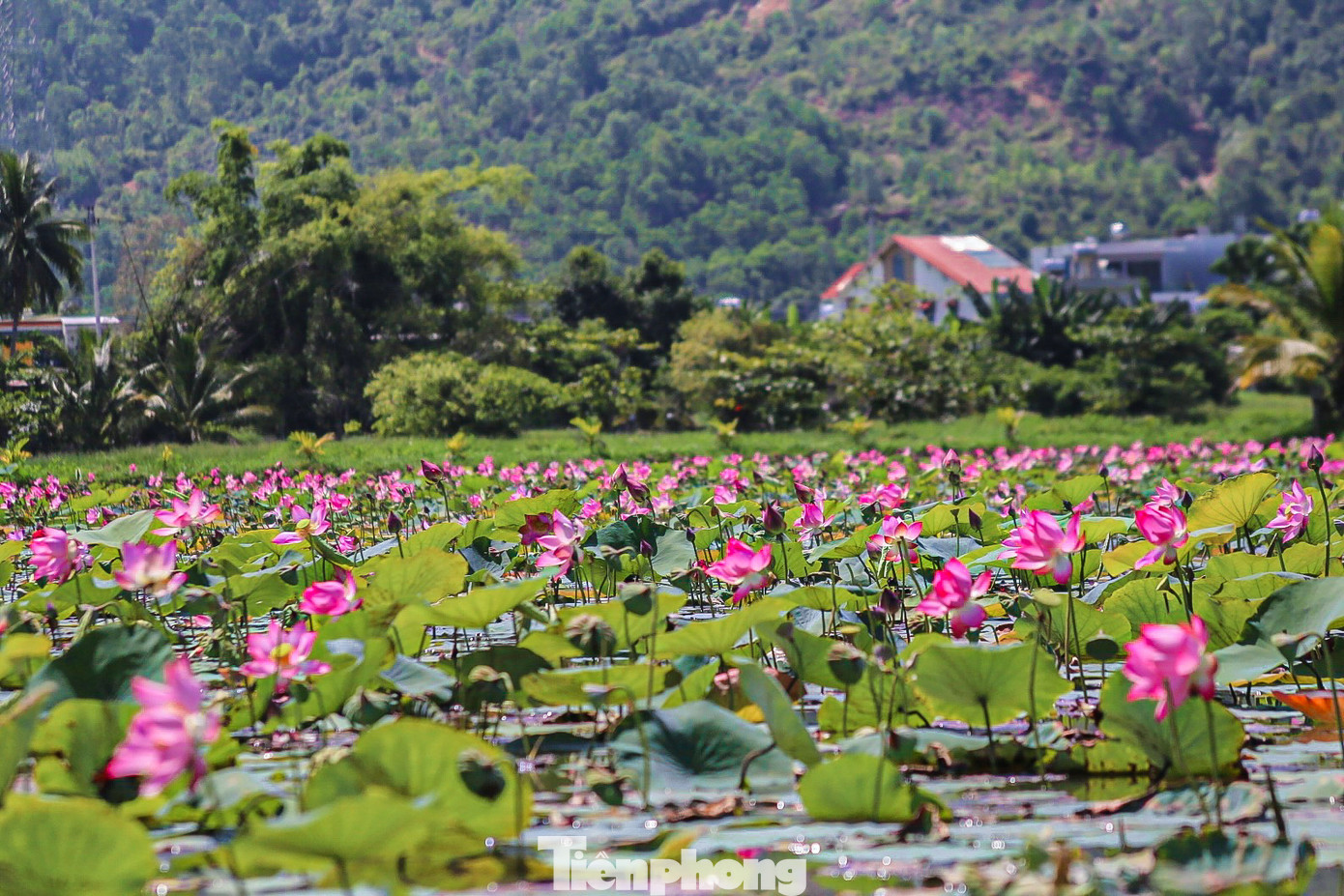 Màu hoa sen tinh khiết trong ánh nắng bình minh khiến mọi thứ trở nên dịu dàng và thanh sơ.