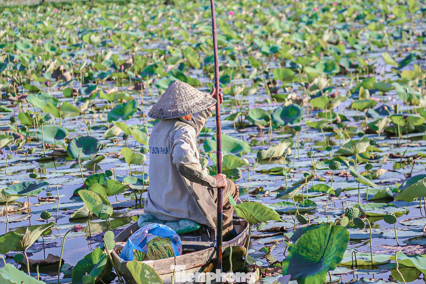 Khi mặt trời vừa mọc là thời điểm đẹp nhất để mọi người hòa mình vào thiên nhiên trong lành, chìm vào không gian yên bình, mát mẻ để ngắm nhìn những bông hoa sen rực rỡ vùng ngoại ô Đà Nẵng trong ngày hè oi bức.