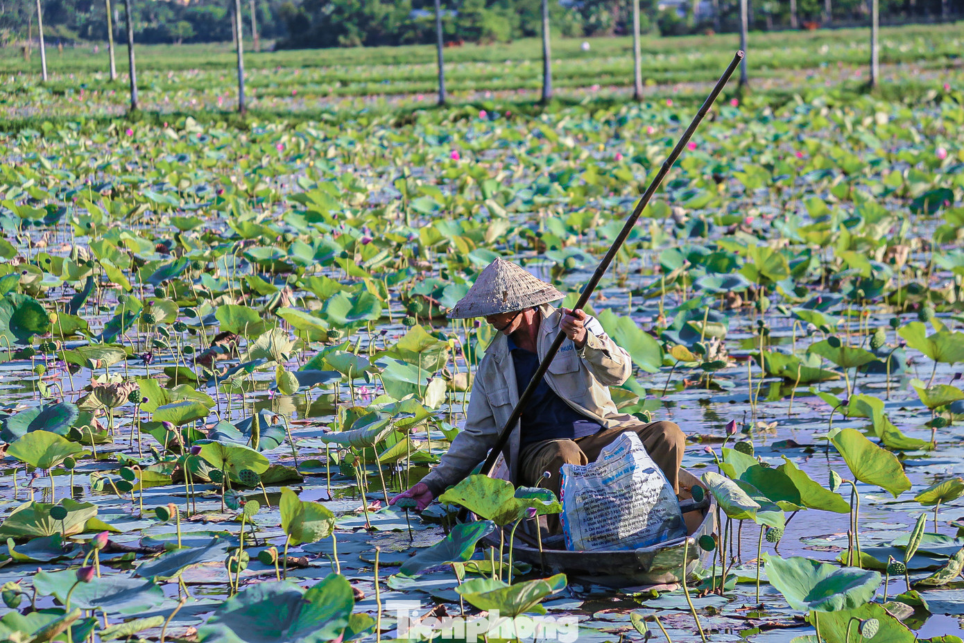 Người dân thu hoạch đài sen để làm các sản phẩm như trà sen, chè sen…